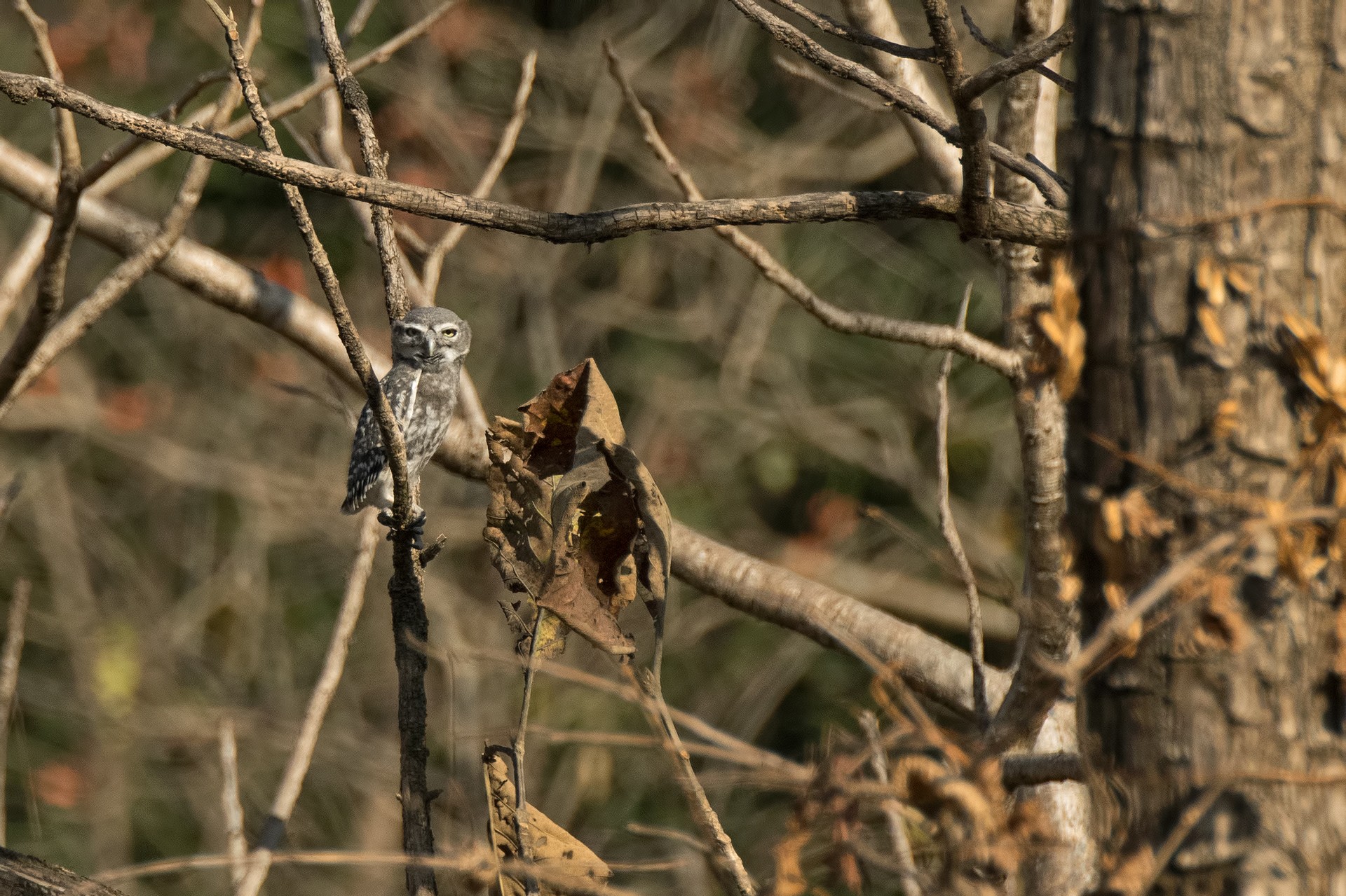critically endangered bird forest owlet