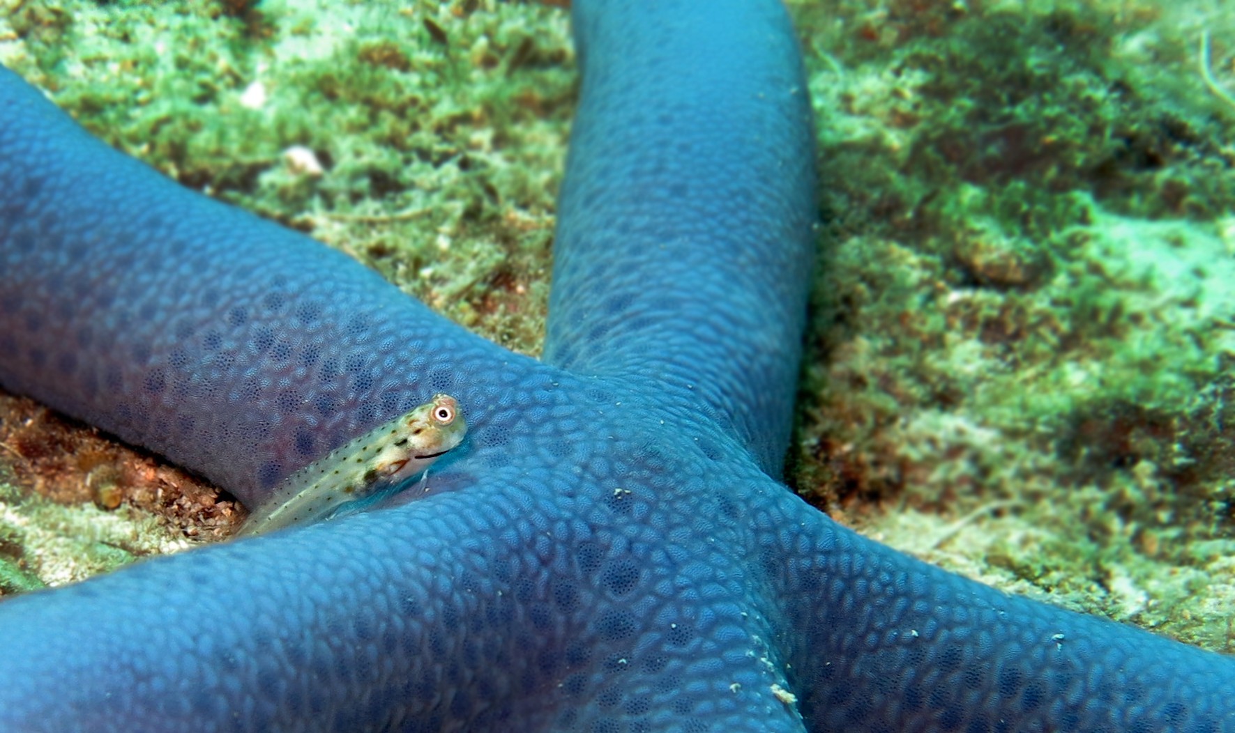 The star of the day a dotted blennyfish perches on a seastar to take a closer look at the reef - The Stars Of The Sea | Nature inFocus