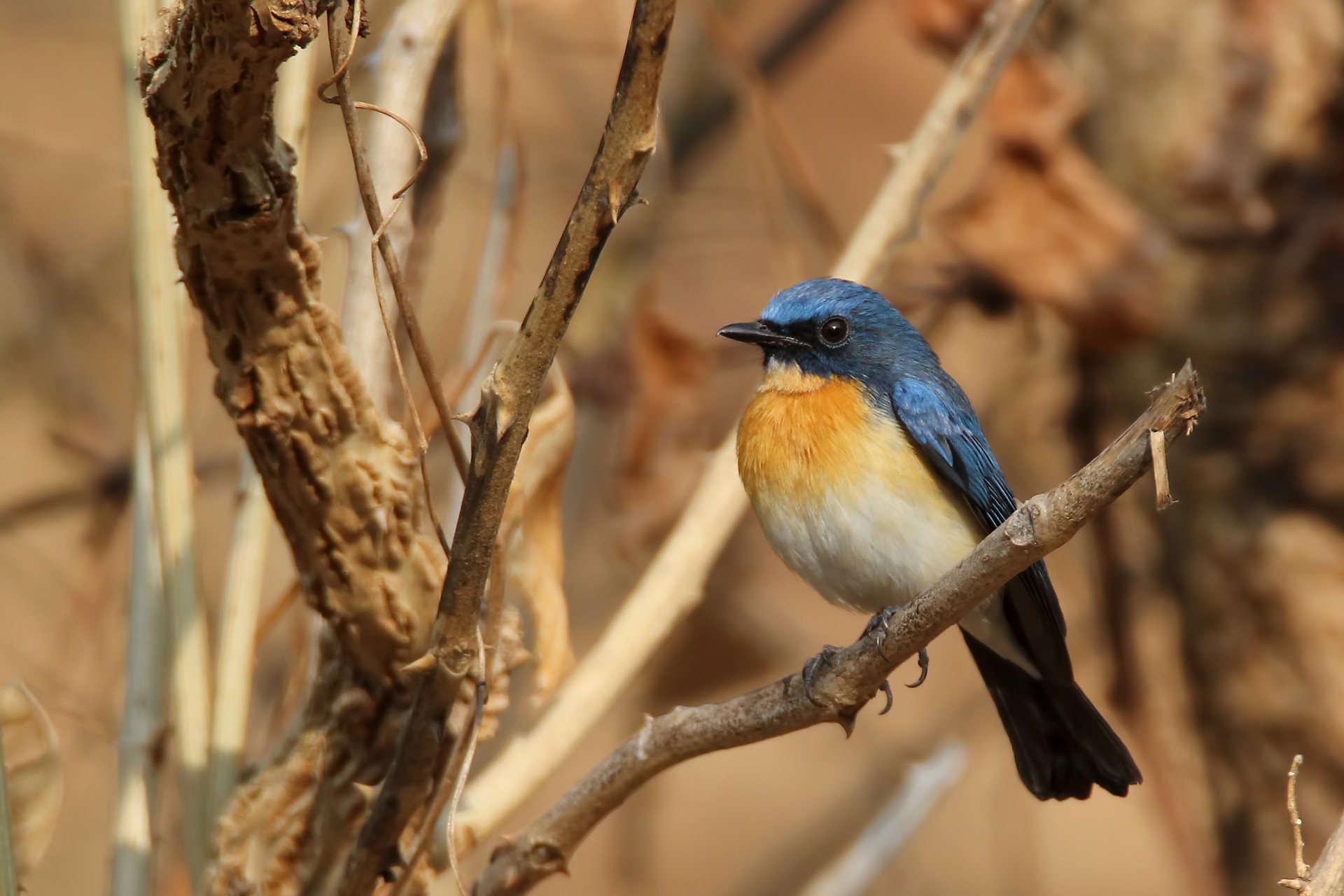 Tickells blue flycatcher