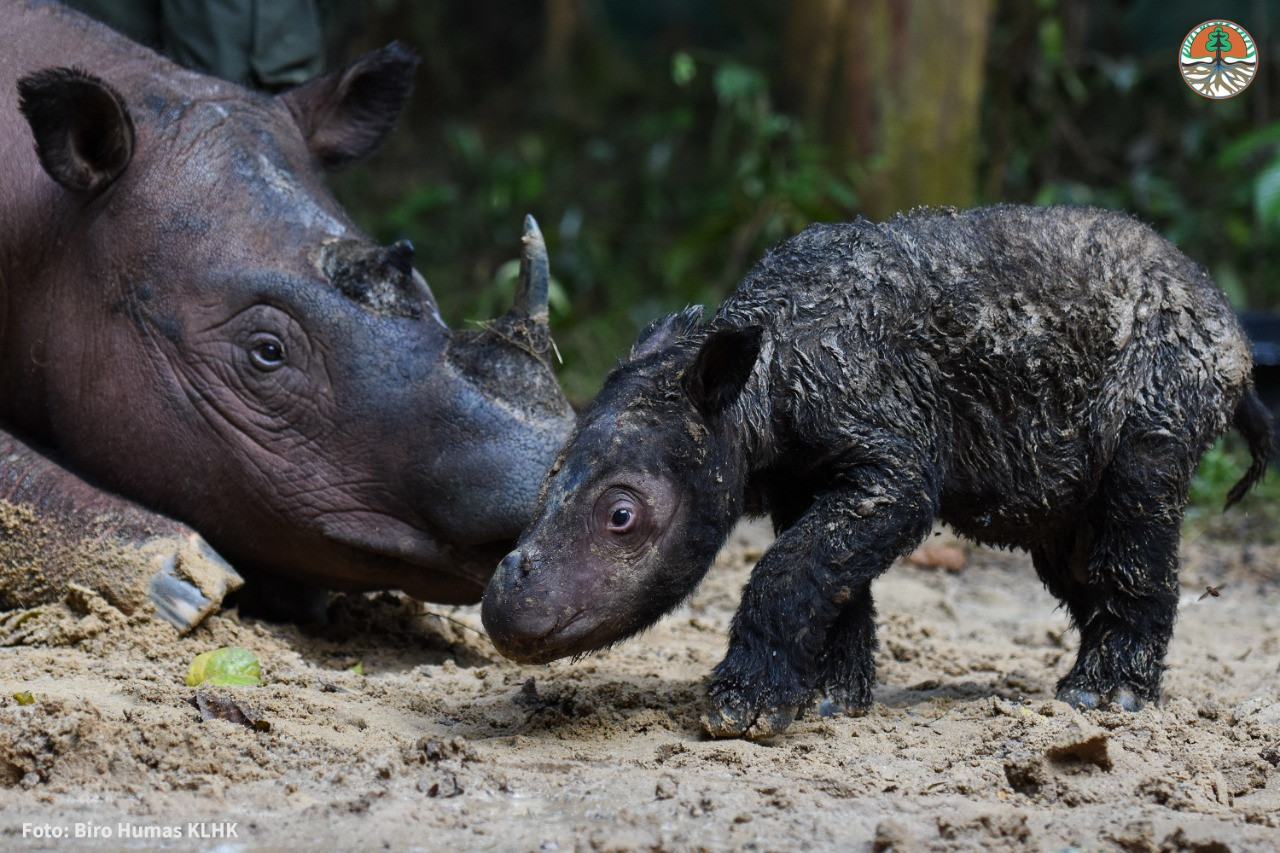 sumatran rhino captive birth