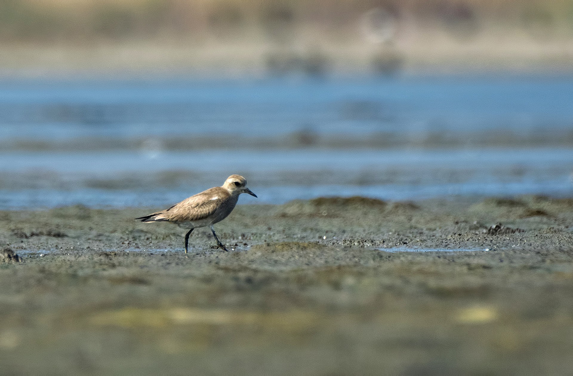 Caspian Plover Charadrius asiaticus in Uran, Navi Mumbai