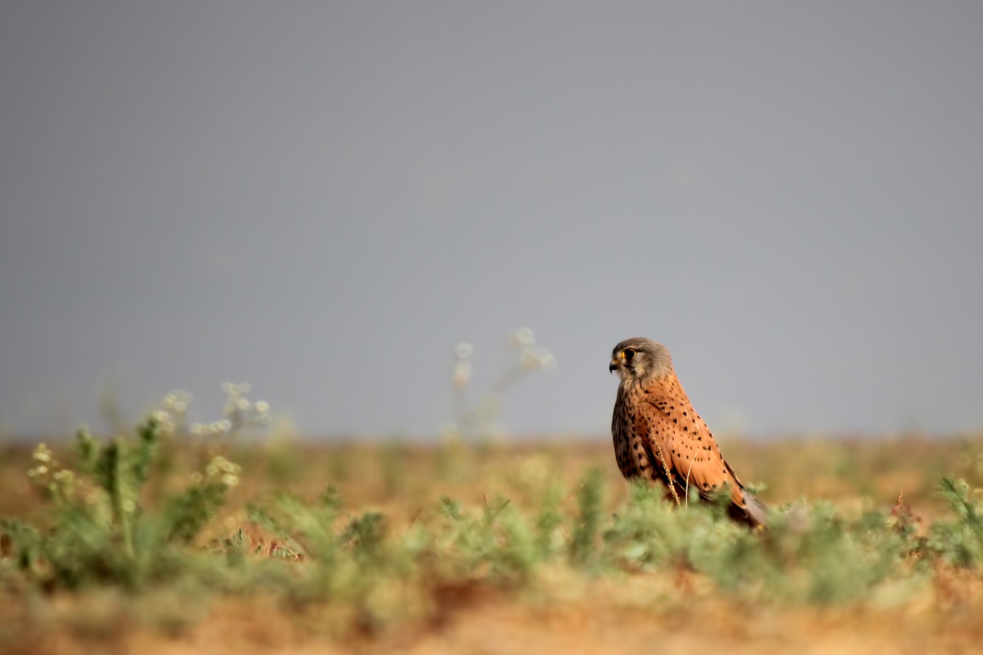 Common Kestrel Veer Dam