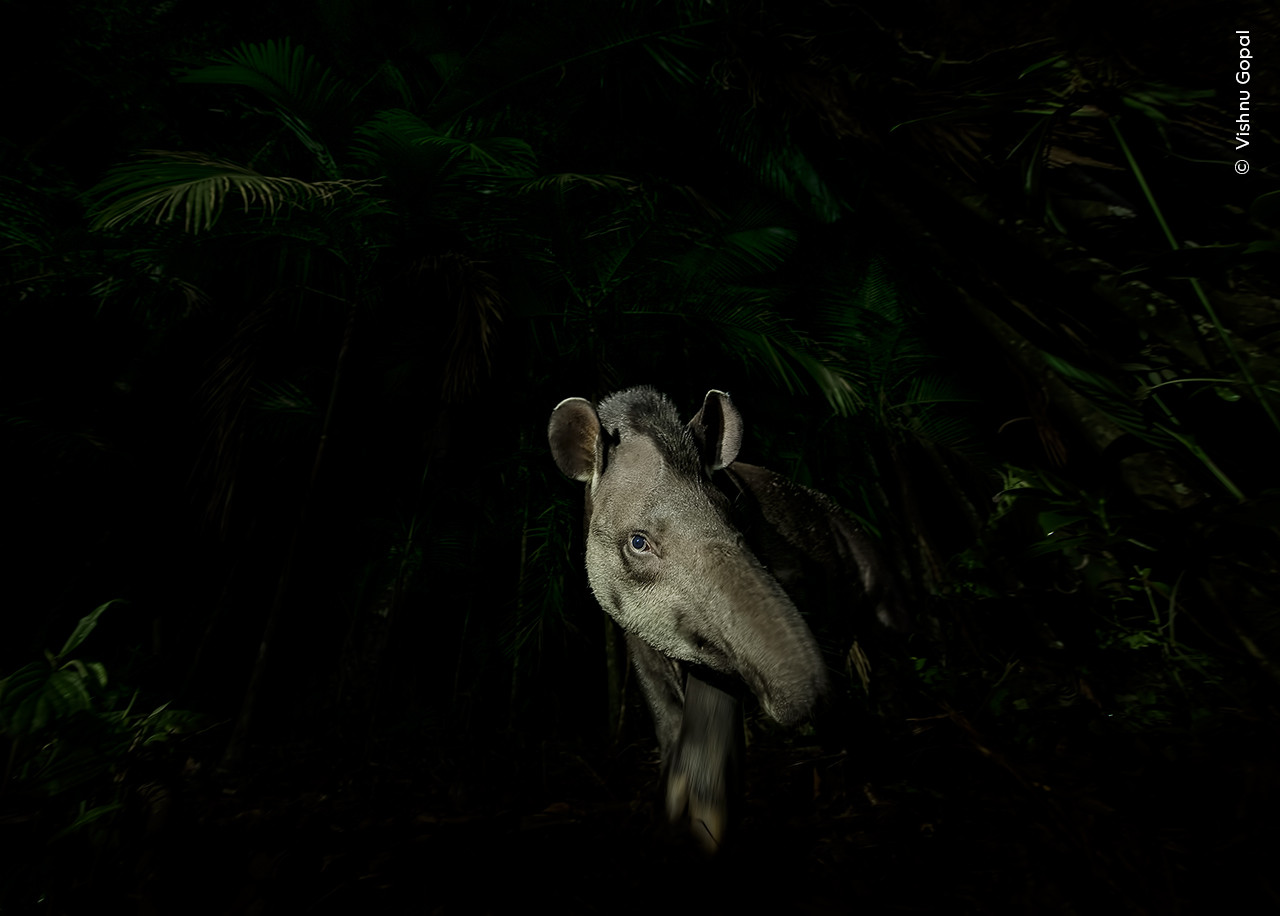   Vishnu Gopal  Wildlife Photographer of the year | Nature Infocus