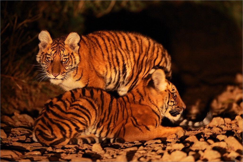 Vmr tigercubs - 10 Jobs That Allow You To Work With Nature | Nature inFocus