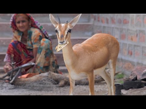 The Shy Chinkara