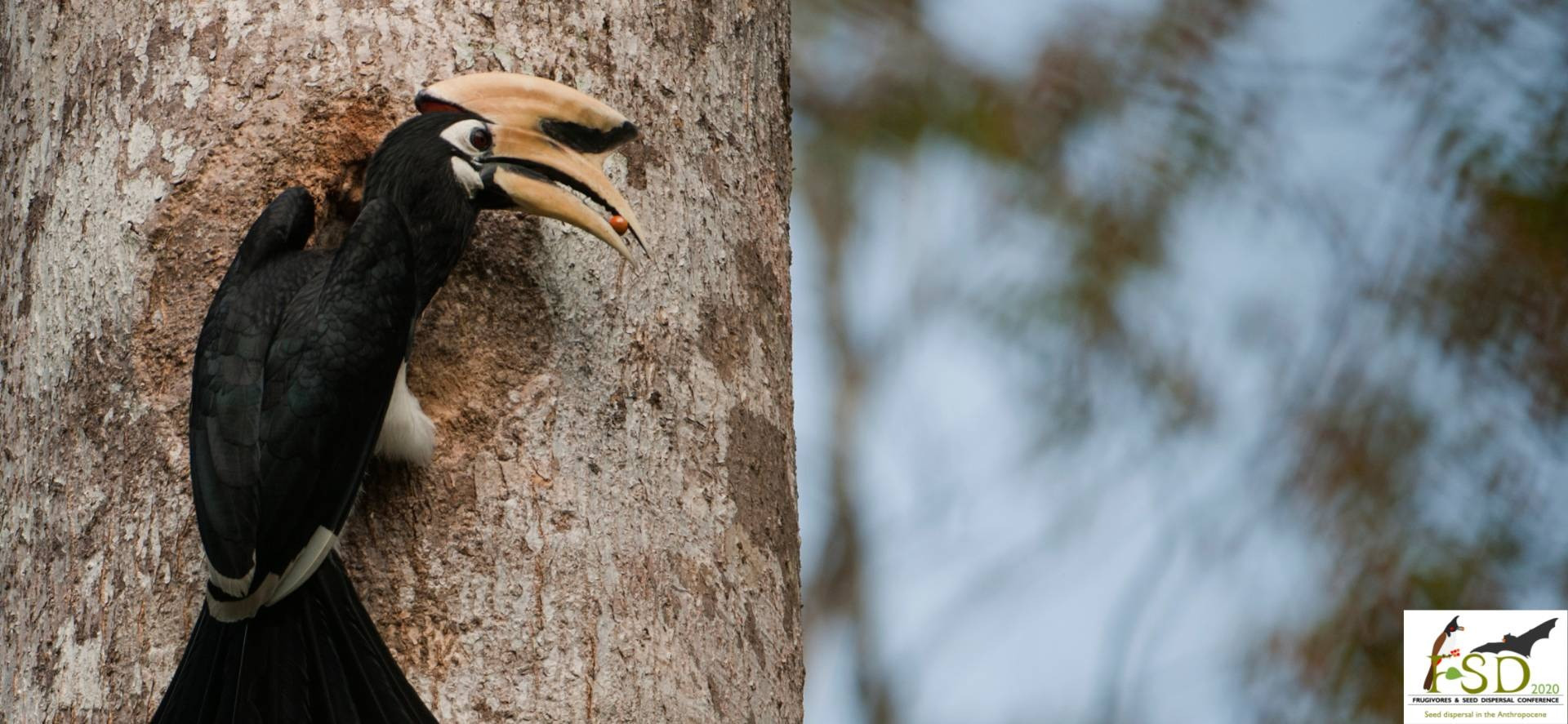 Frugivores & Seed Dispersal