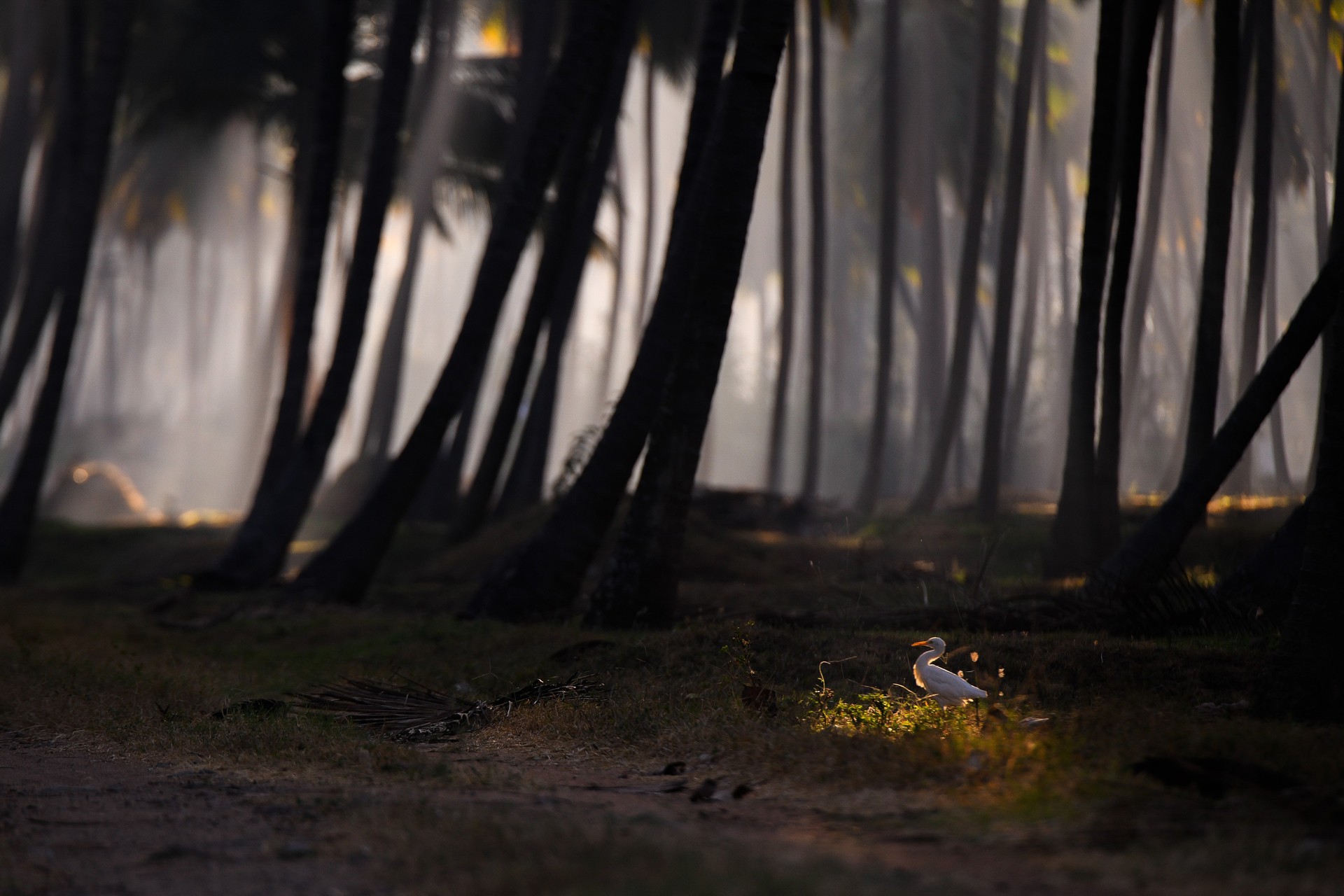 - Nature inFocus Photography Awards 2019: The Winners | Nature inFocus