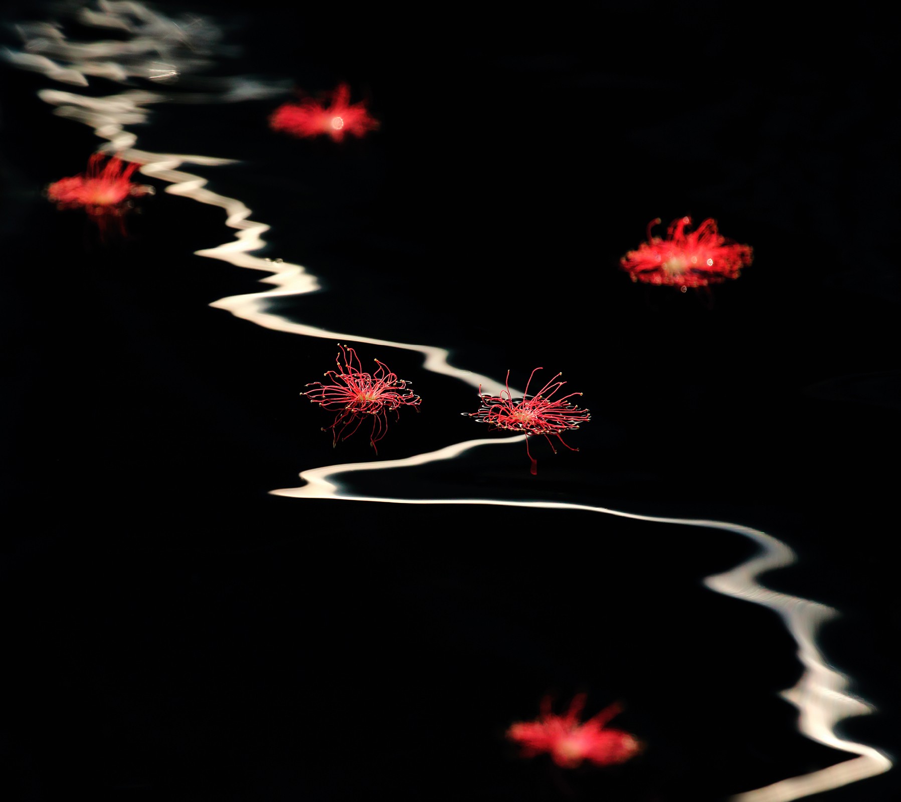 Floating poetrioes - Learnings From The Field: Saurabh Desai | Nature inFocus