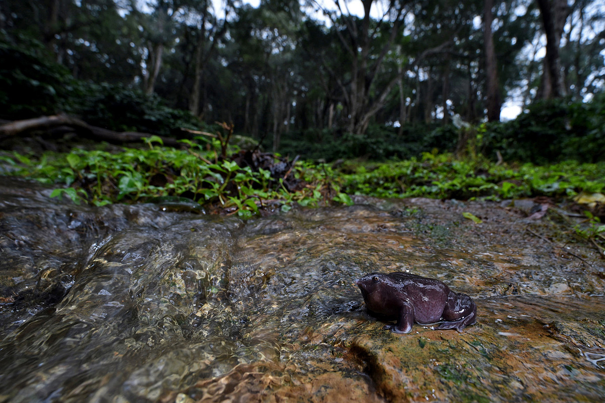 The Purple Frog's Race Against Time Nature inFocus