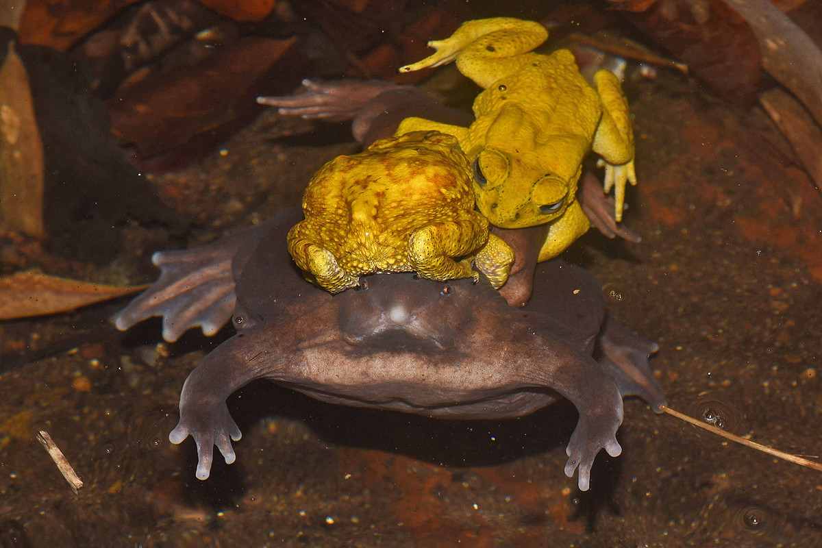 another word for purple tree frog