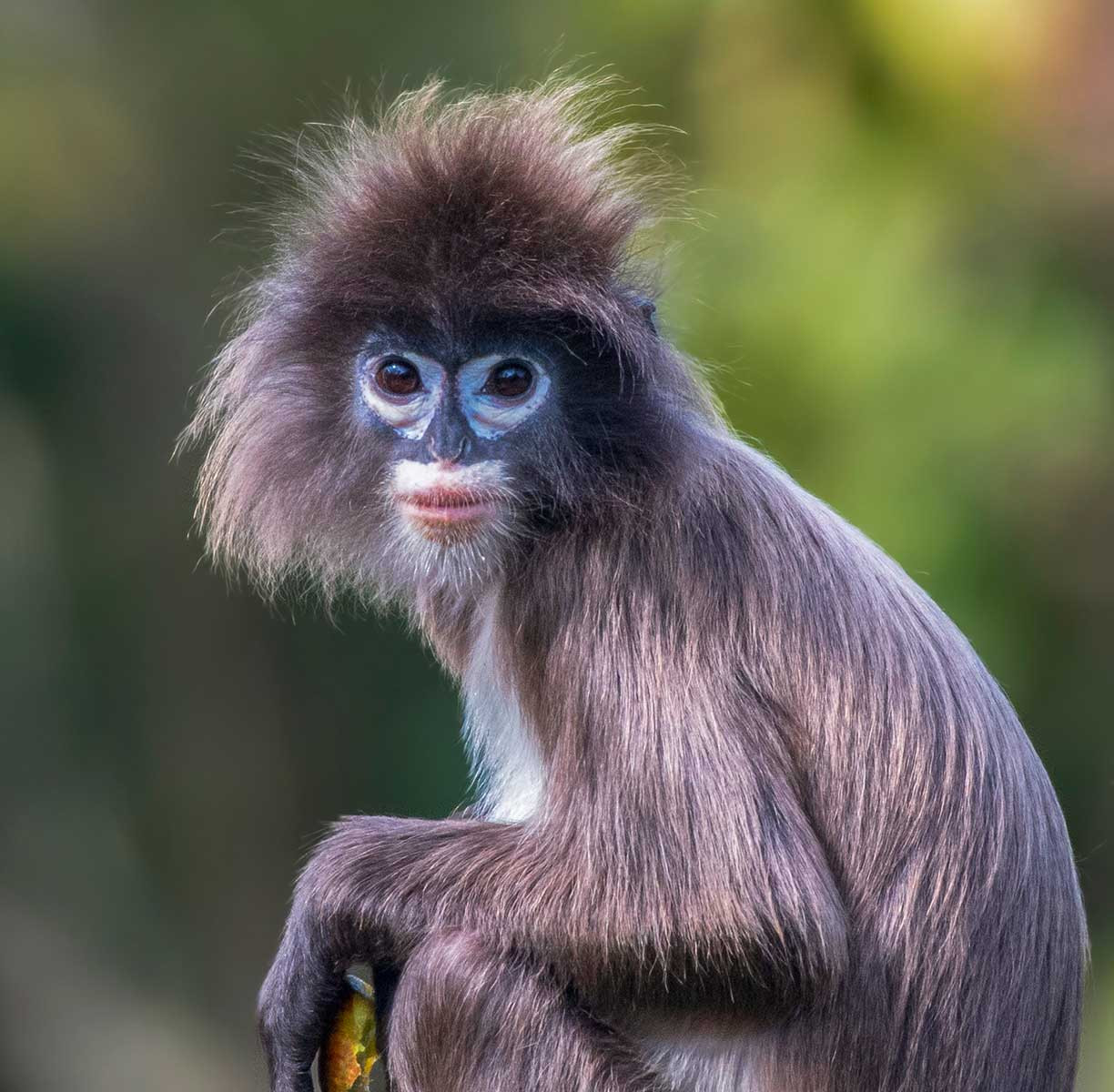 Meet The State Animals Of India Nature inFocus