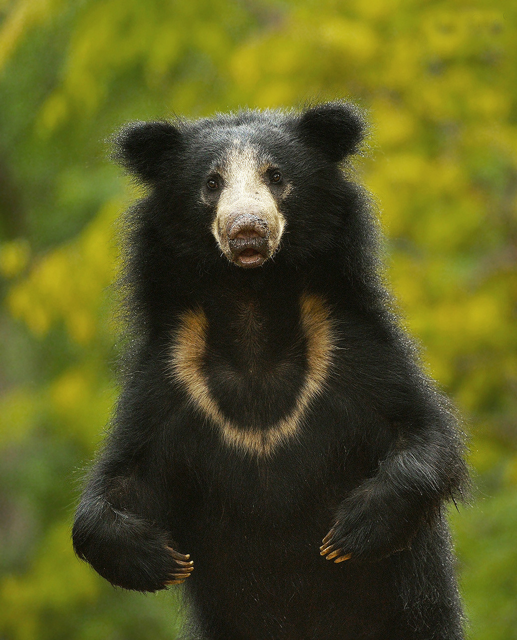 10 Things You Need To Know About Sloth Bears | Nature inFocus 10 Things You Need To Know About Sloth Bears | Nature inFocus