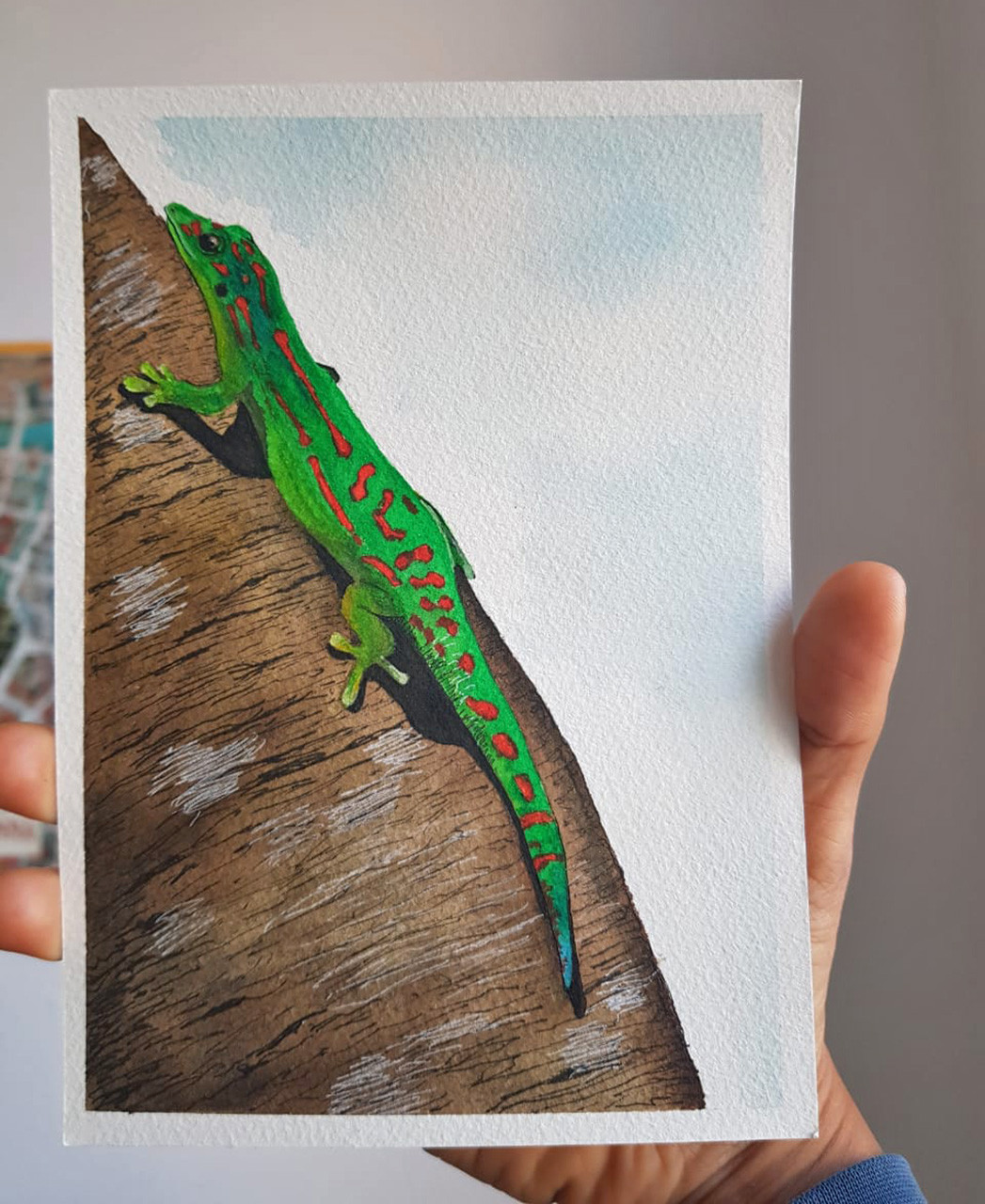 Phelsuma guimbeaui | Nature Infocus