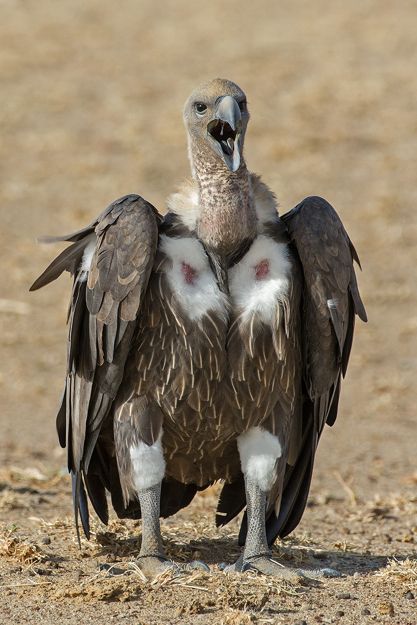 Indian Vulture Endangered