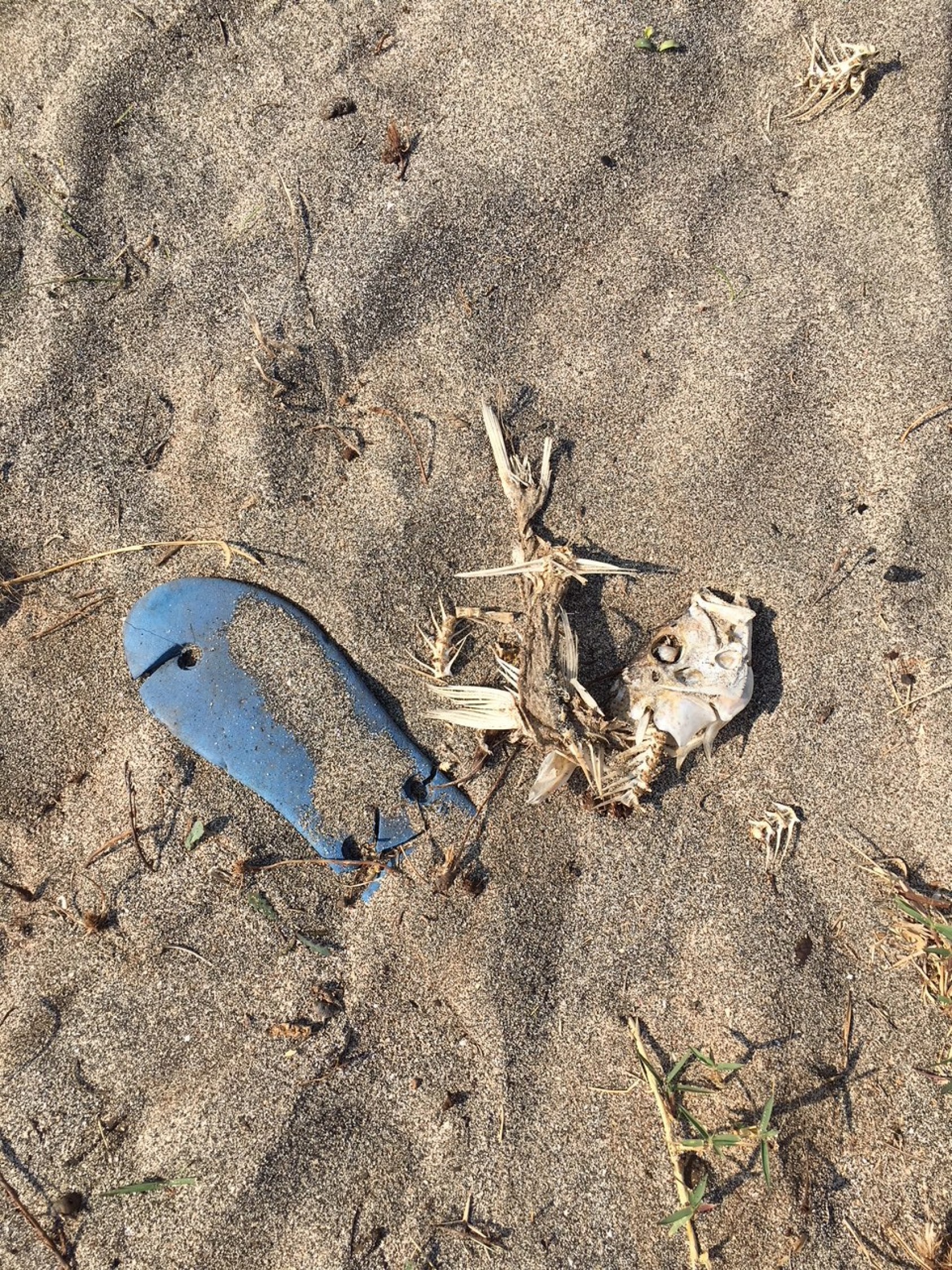 When wild spaces show us what we leave behind. Aravi Beach, MaharashtraPhotograph: Rinkita Gurav