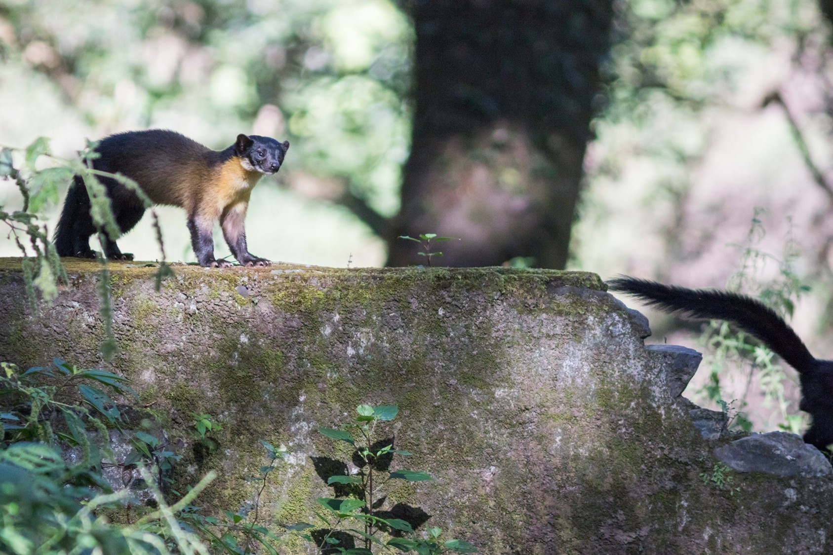 While taking a stroll around the 'famous studio' of Sattal, I heard a rustle in the bushes. On drawing closer, I saw these two Yellow-throated Martens  at play, in what looked to be their morning routine. 