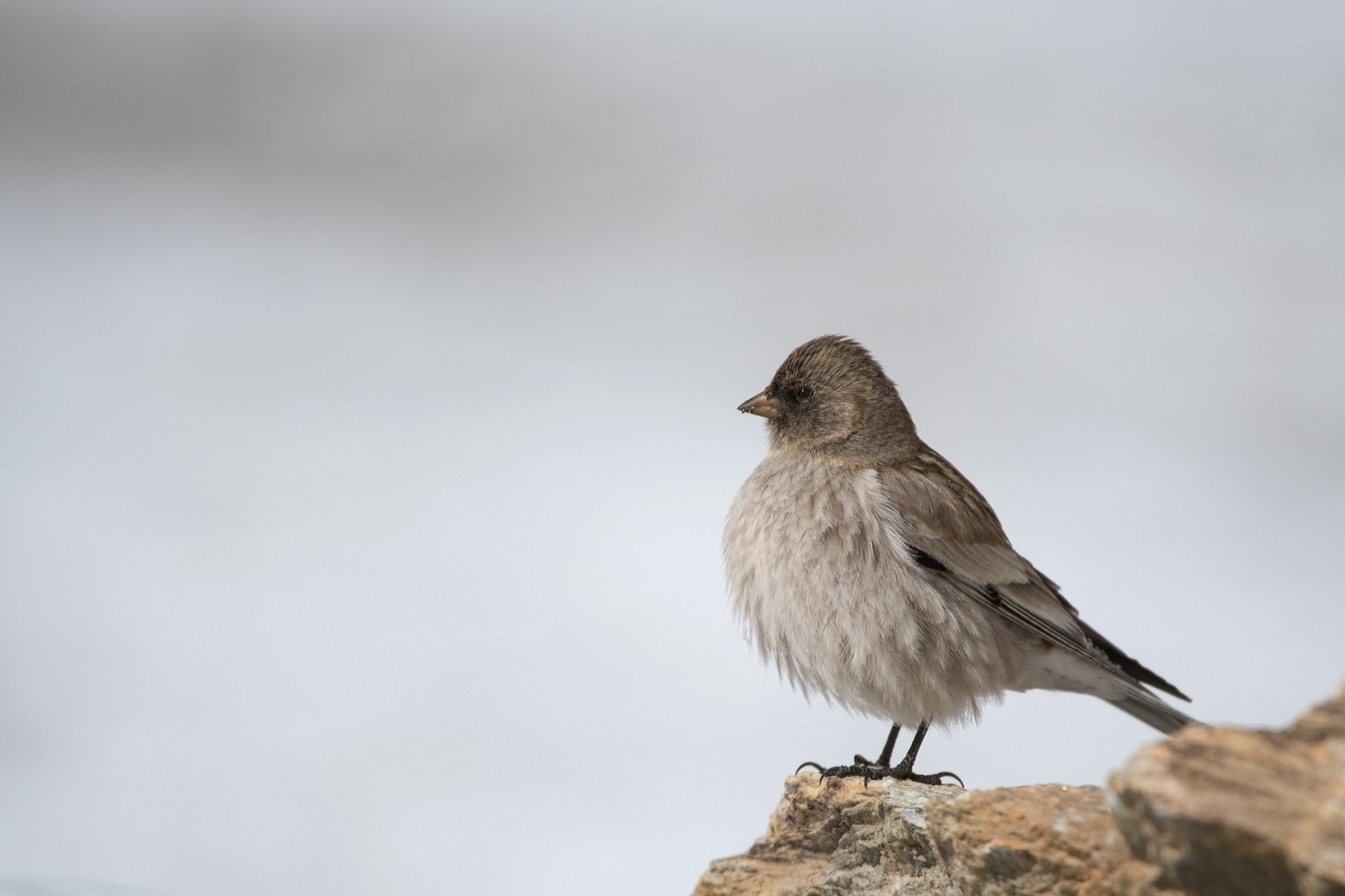 Brandt’s Mountain Finches (Leucosticte brandti) are often seen in these parts.