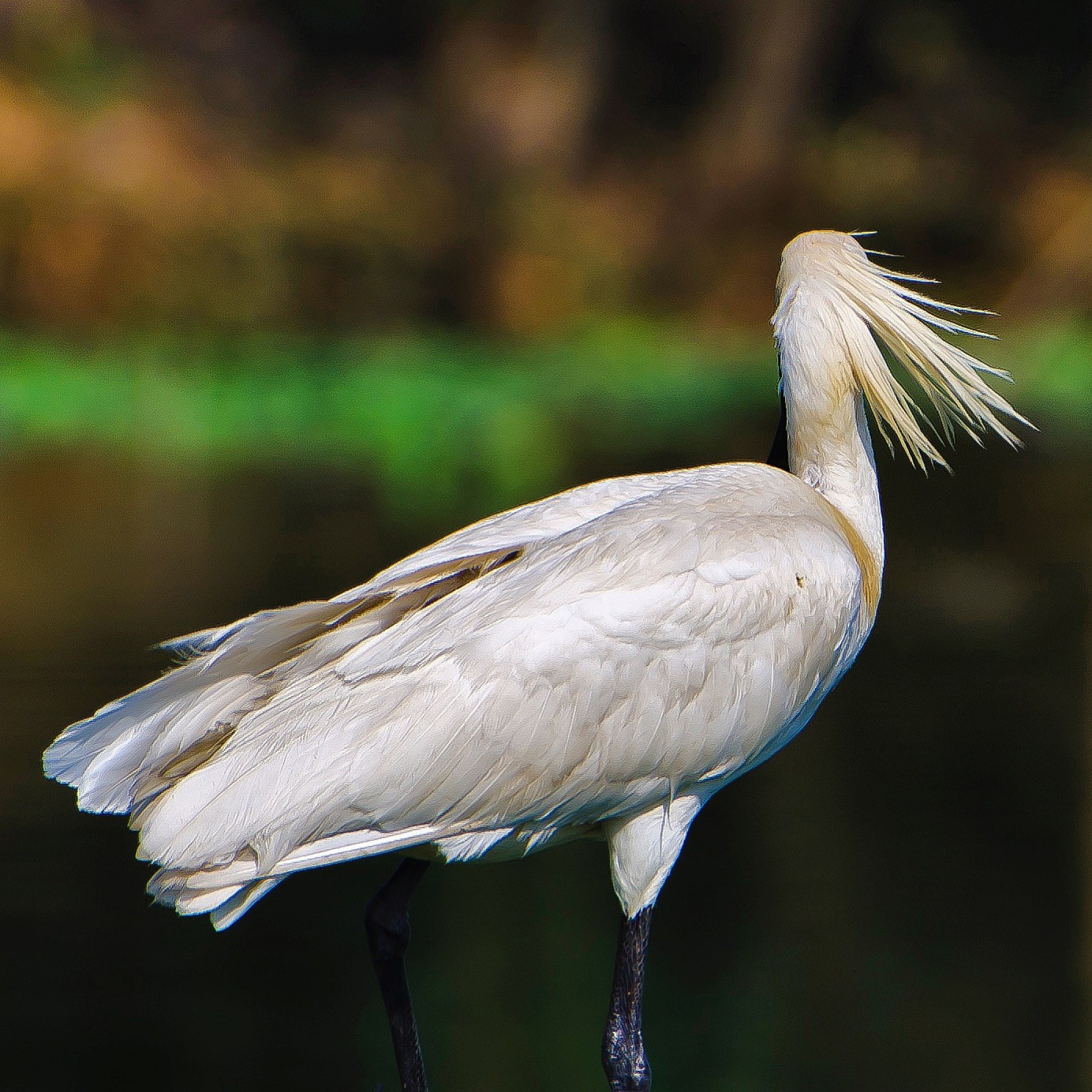 Windswept hair is a legit hairstyle, guys. A Eurasian Spoonbill leads the way.Photograph: Ashwin Deshpande