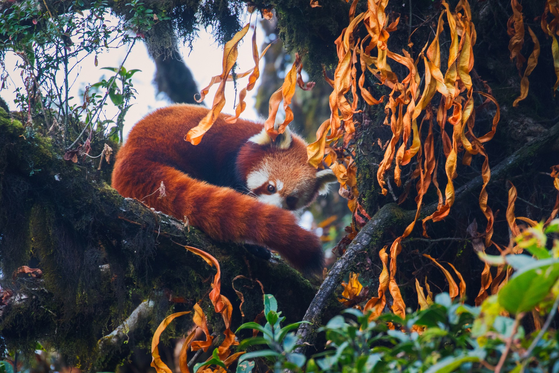 Red Panda: The Firefox Of Our Forests | Nature inFocus
