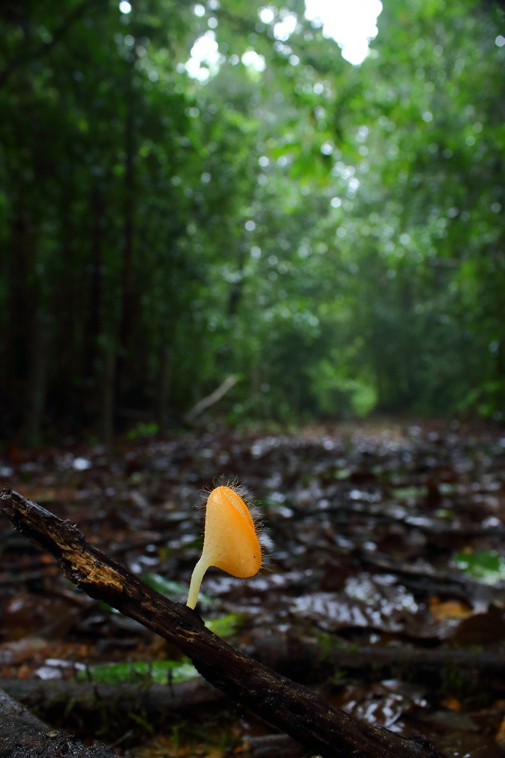 When eye-level means shooting a Cup Fungi (Cookeina). Agumbe, KarnatakaPhotograph: Aaditya Deodhar