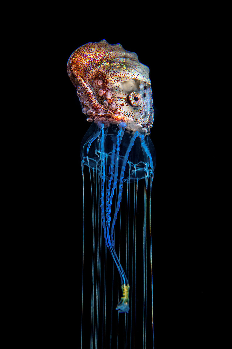 Animal behaviour winner magnus lundgren mlu s v px srgb - Nature inFocus Photography Awards 2020: The Winners | Nature inFocus