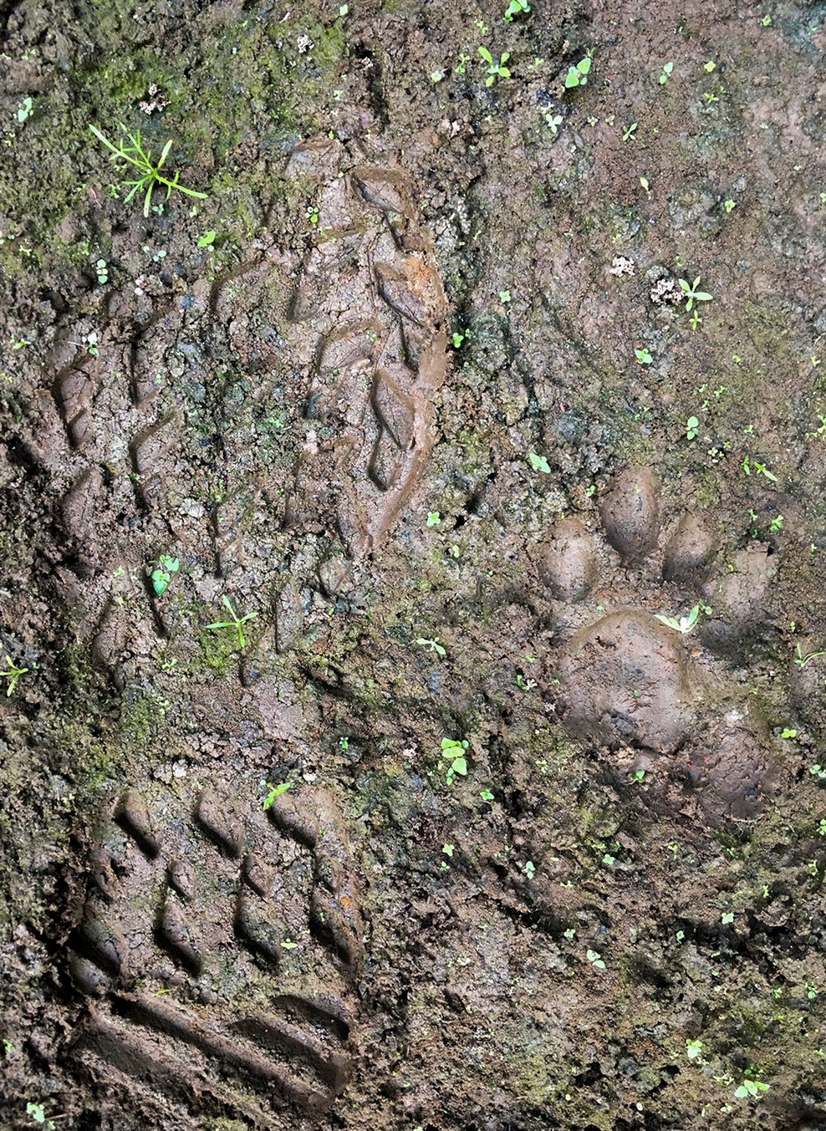 And sometimes, when you look down, you see signs of who stopped by. A leopard pug mark from Hoollongapar Gibbon Sanctuary.Photograph: Ankul Shetty