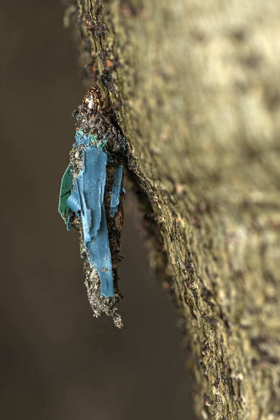 Conservation issues runner up ripan biswas dsc - Nature inFocus Photography Awards 2020: The Winners | Nature inFocus