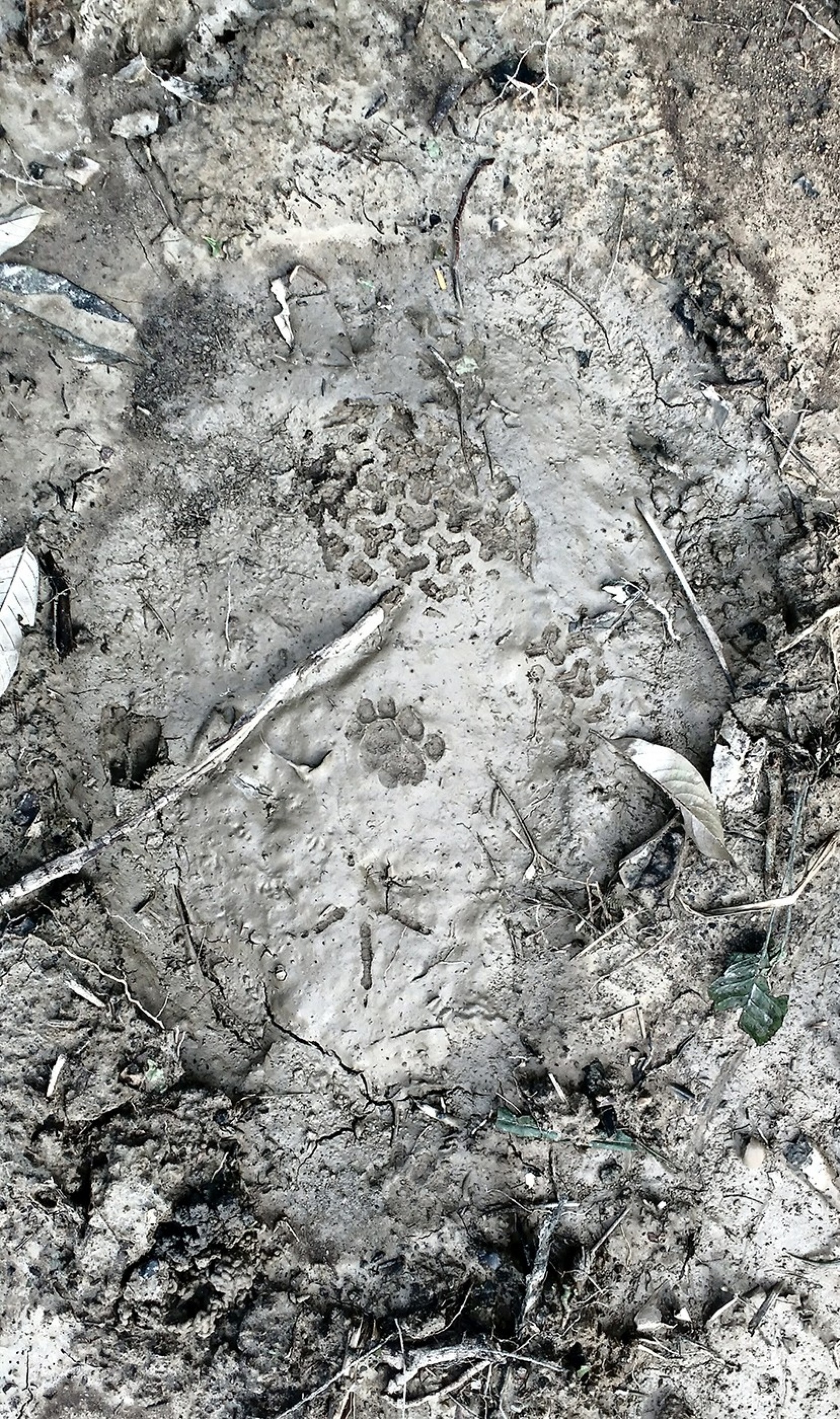 A small wild cat's pug mark, a small wader's print and also that of a human's, all found inside the print of an elephant.Pakke Tiger ReservePhotograph: Megha Rao