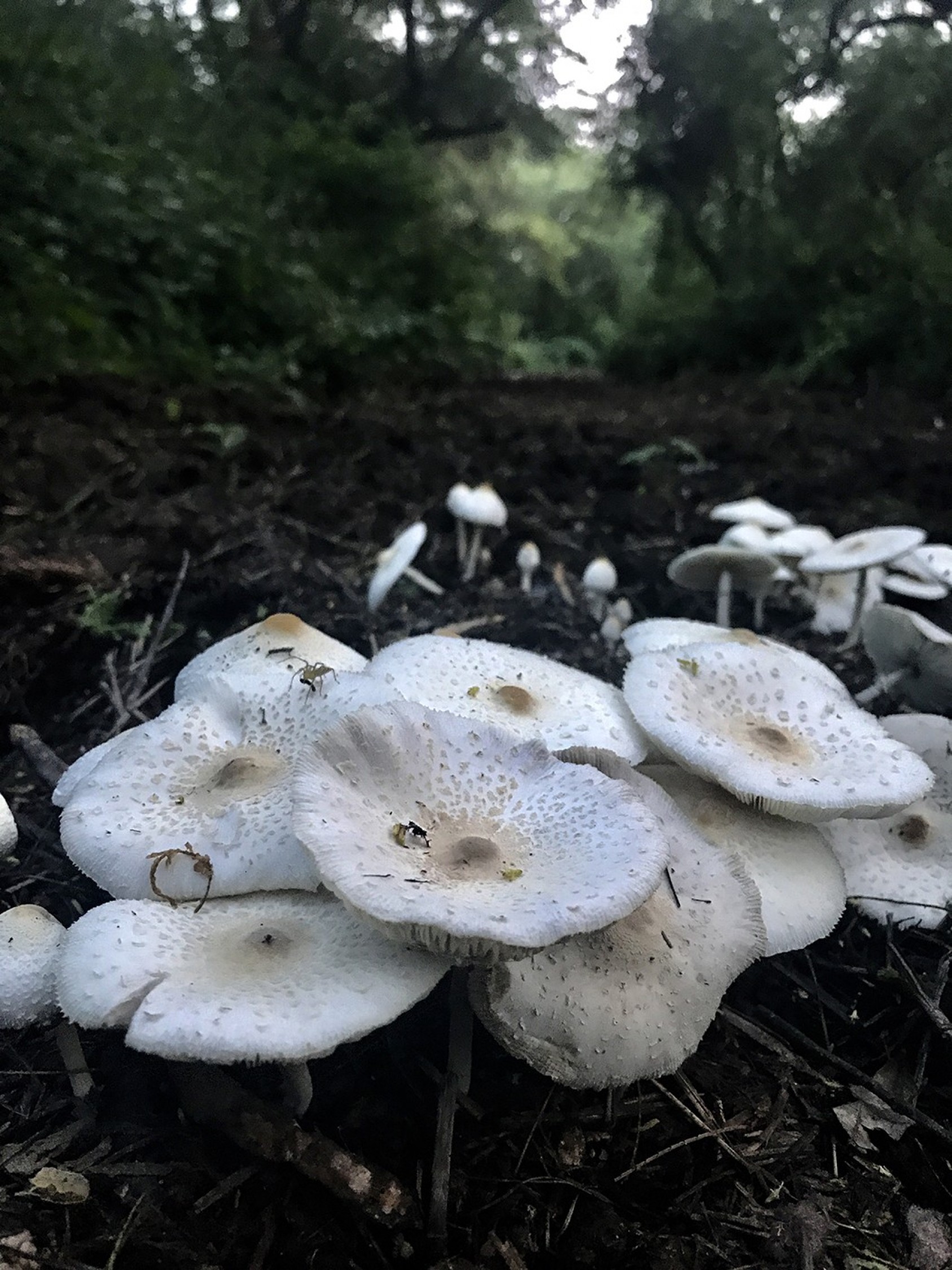 Fungi can throw in quite the surprise, especially when it's at the Ridge, Delhi.Photograph: Pia Krishen