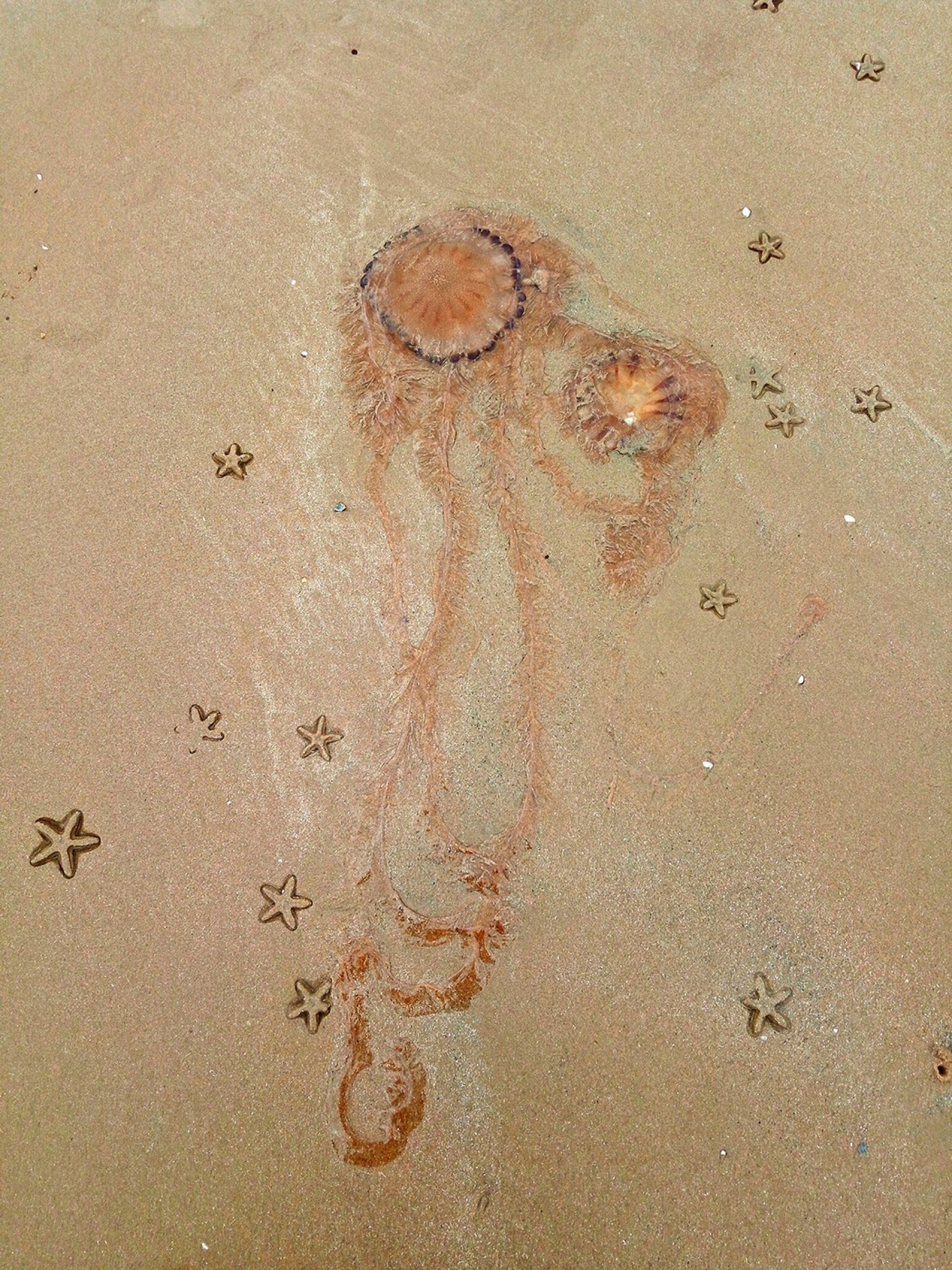 Sandy shores make for the best floors for this Jellyfish and Starfish Devbagh, KarwarPhotograph: Pranay Sawant
