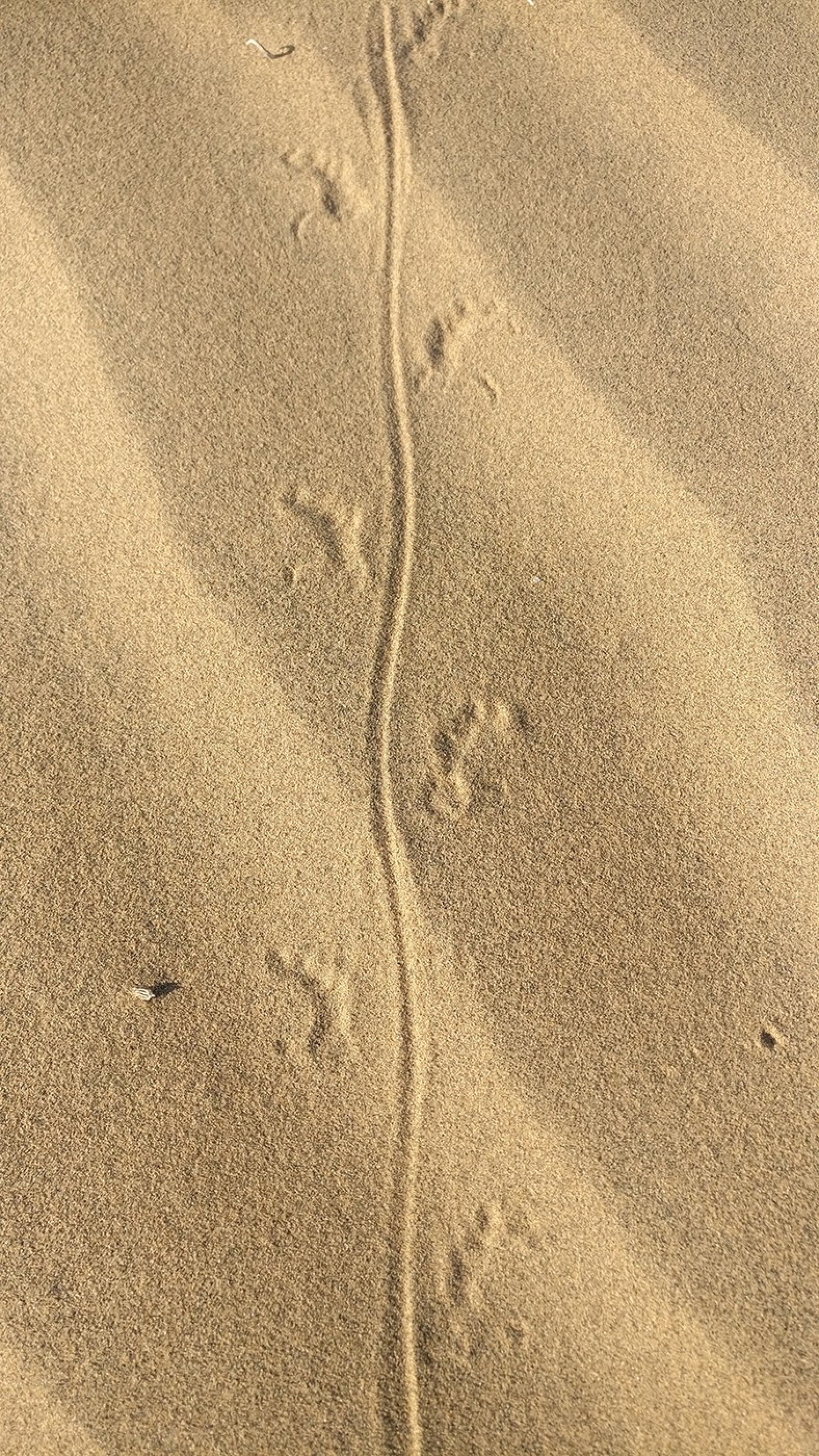 Art in the sand courtesy a Fringe-toed Lizard.Desert National Park, RajasthanPhotograph: Rohit Pansare