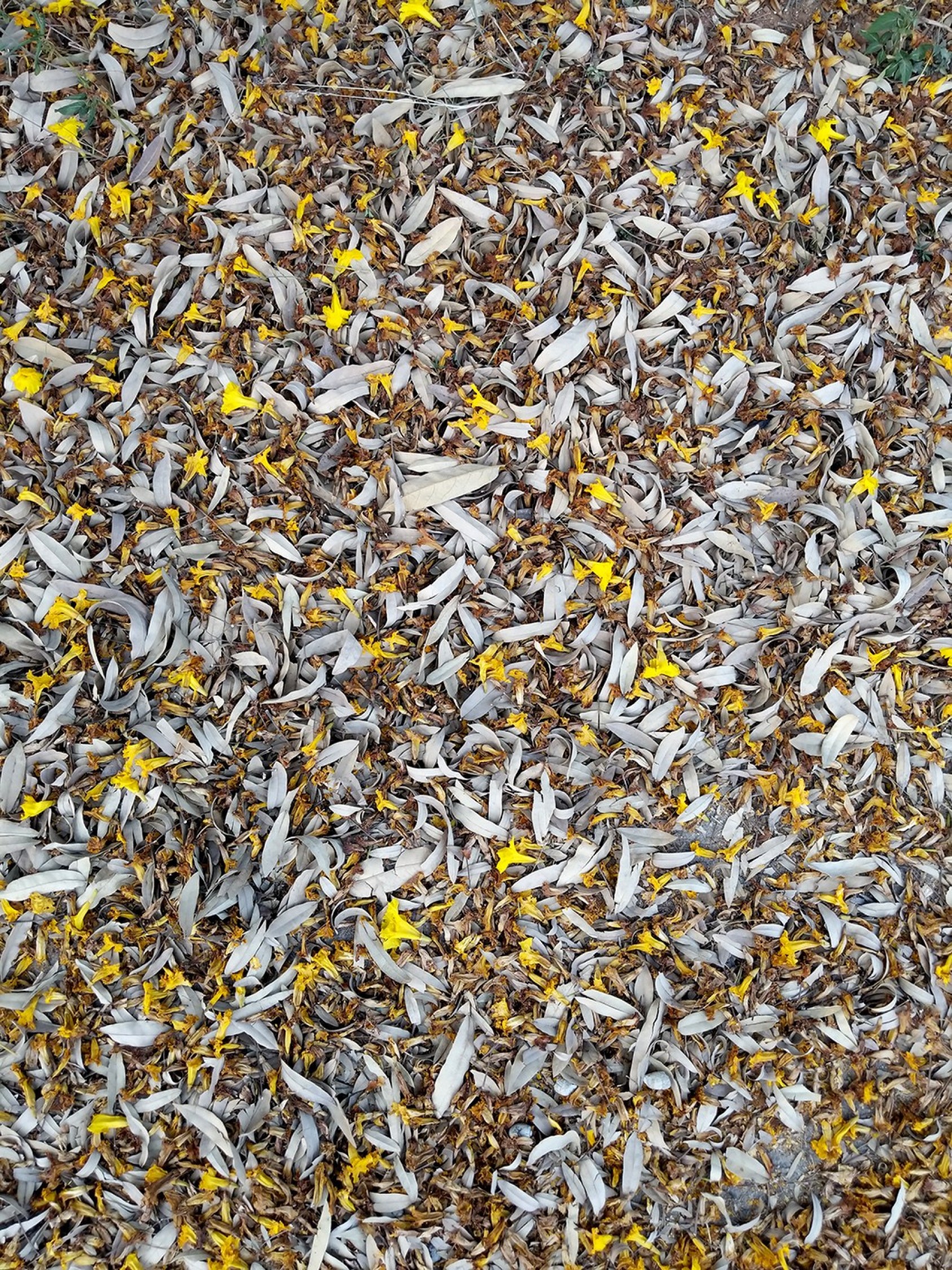 A city floor, and yet... BangalorePhotograph: Srujana Deva