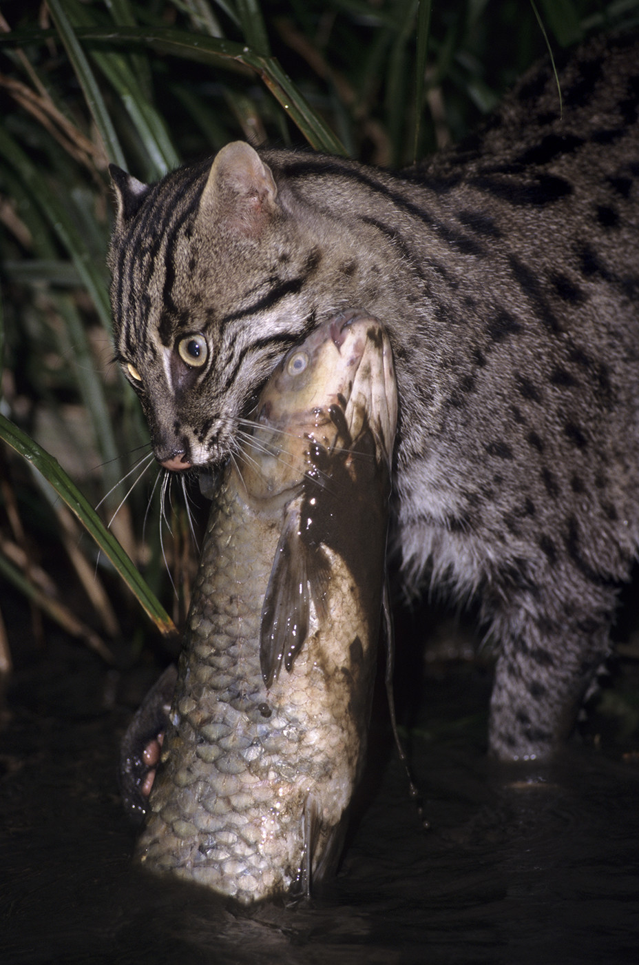 Fishing Cat