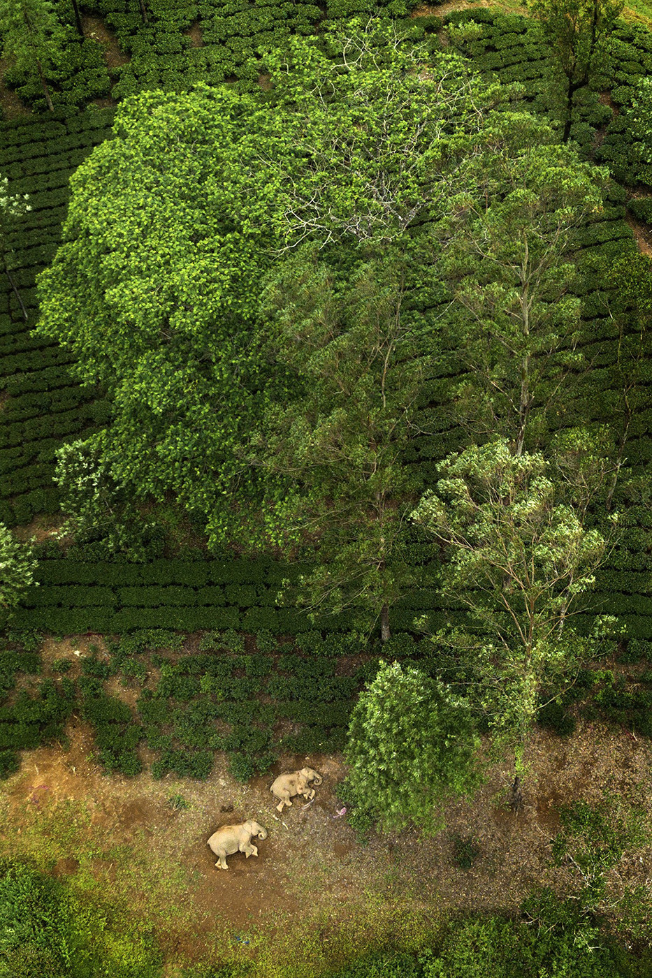 Wildscape and animals in habitat runner up ganesh raghunathan dji nif - Nature inFocus Photography Awards 2020: The Winners | Nature inFocus