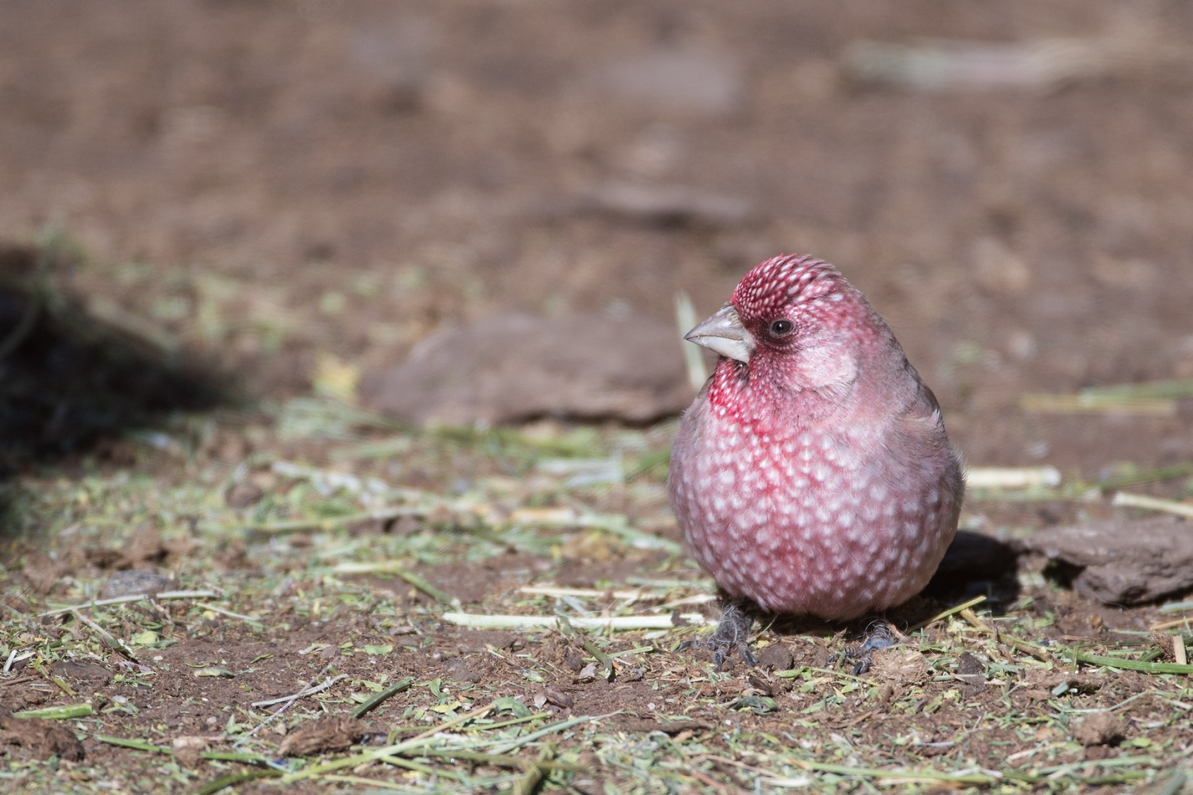 A Great Rosefinch (Carpodacus rubicilla) foraged inside a sheep pen, possibly looking for seeds amid the grass.