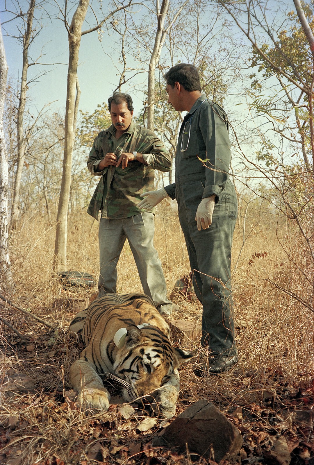 Tranquillising and collaring a tiger for research in Panna National Park