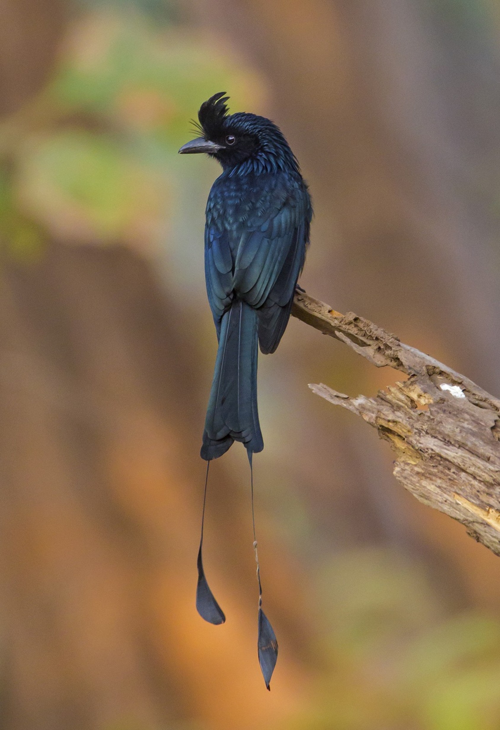 As above, so below for this Racket-tailed Drongo.Photograph: Ankit Bansod