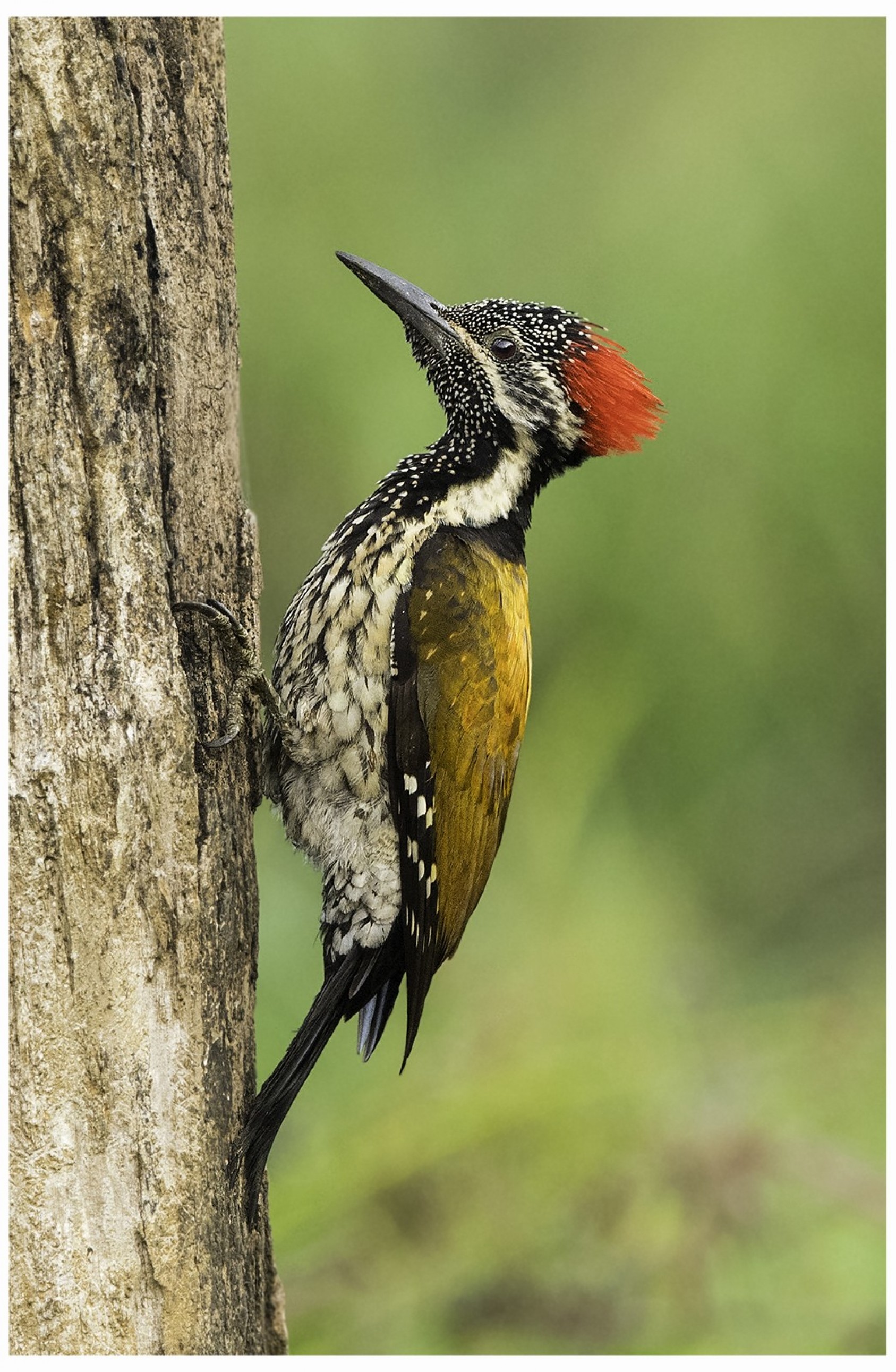 The Lesser Flameback Woodpecker is going with gelled and dangerous.Photograph: Dipesh Rao