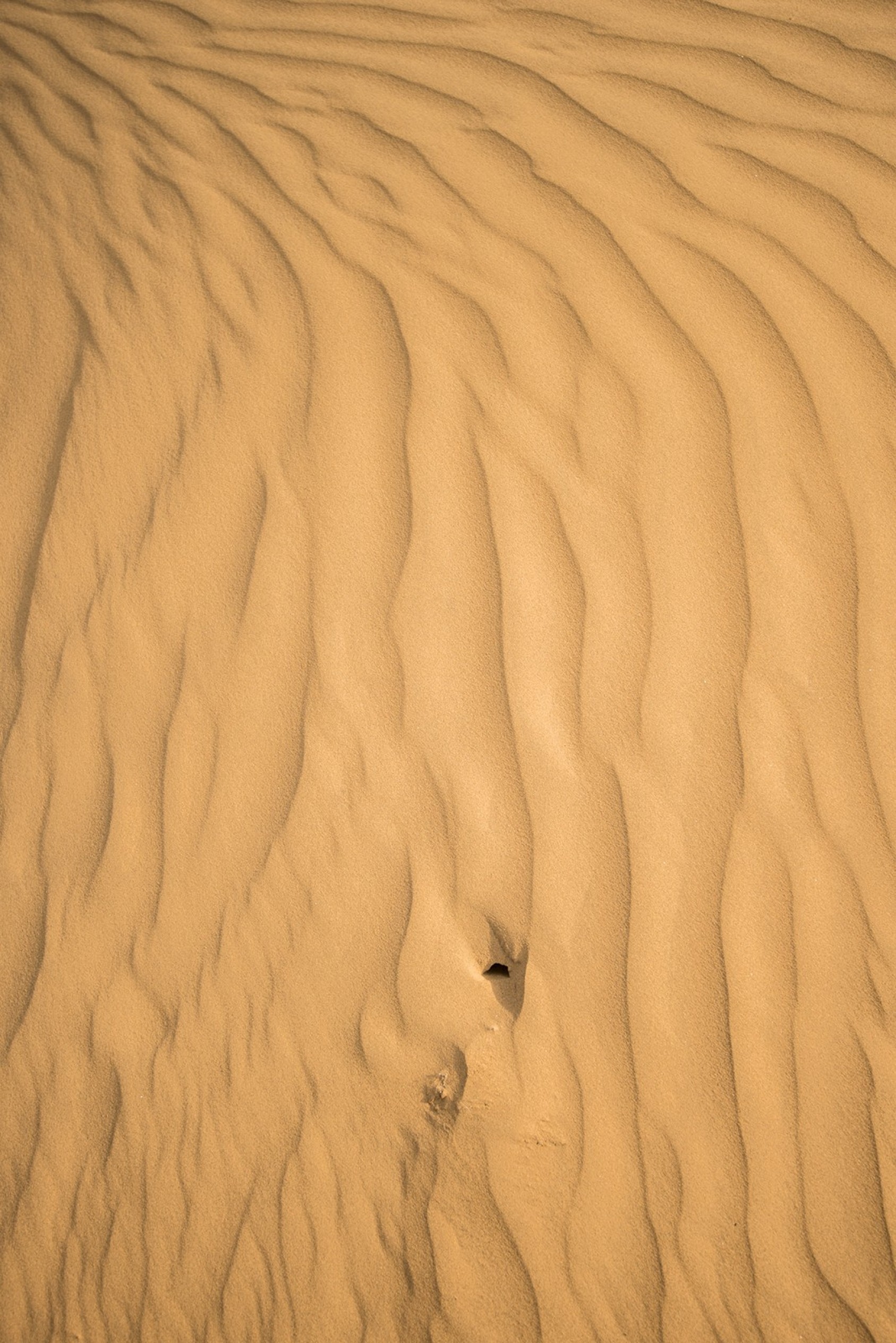 Floors of a different texture.Desert National Park, RajasthanPhotograph: Manish Vaidya