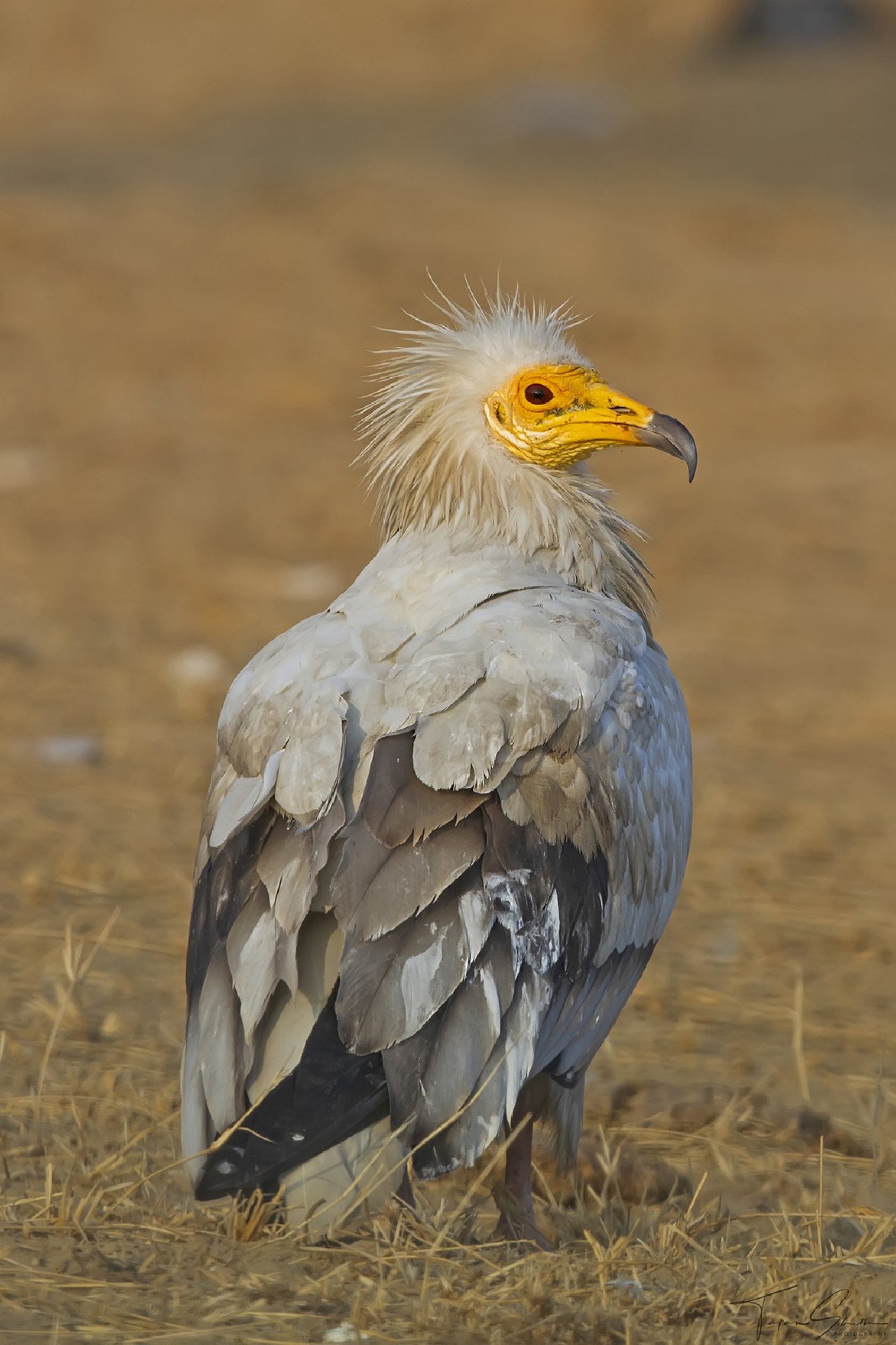 Well, it did look pretty great on a lion. An Egyptian Vulture at Bikaner.Photograph: Tapan Sheth