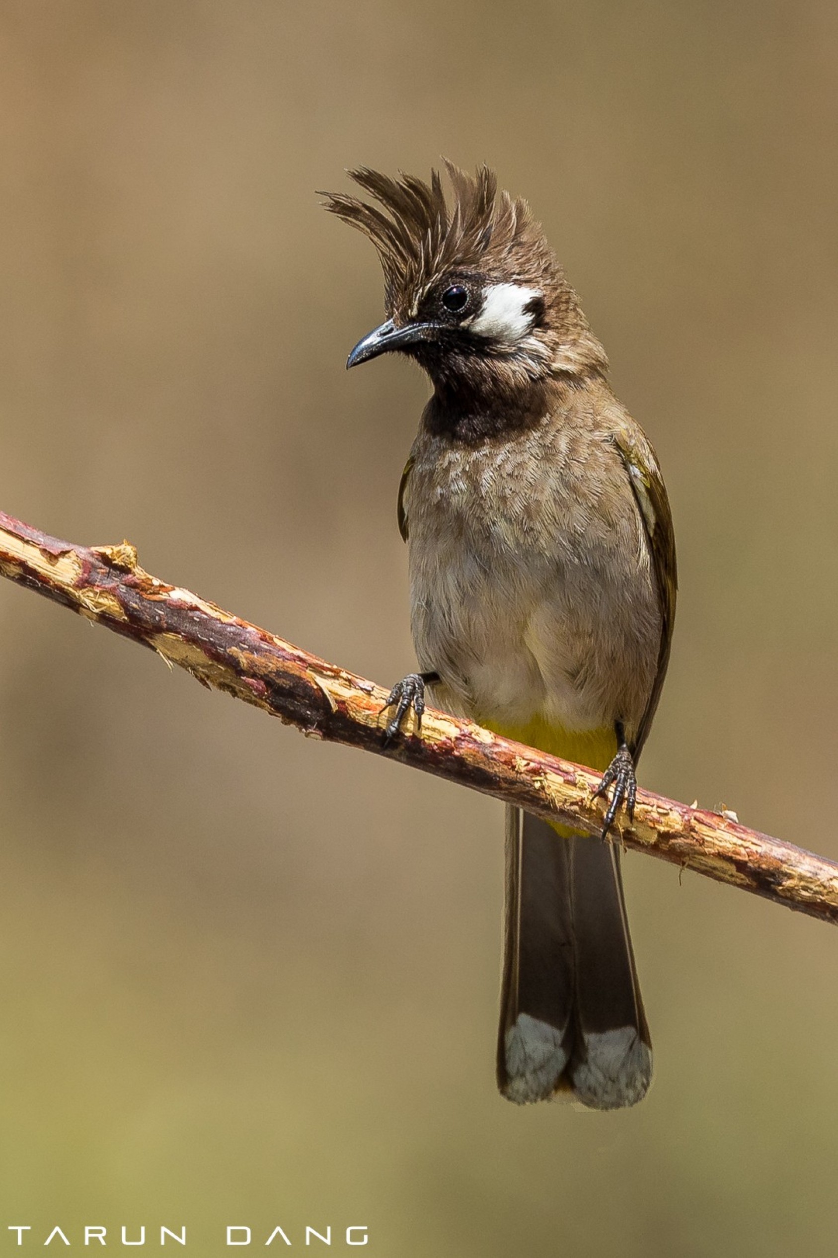 This Himalayan Bulbul is effortlessly punk.Photograph: Tarun Dang