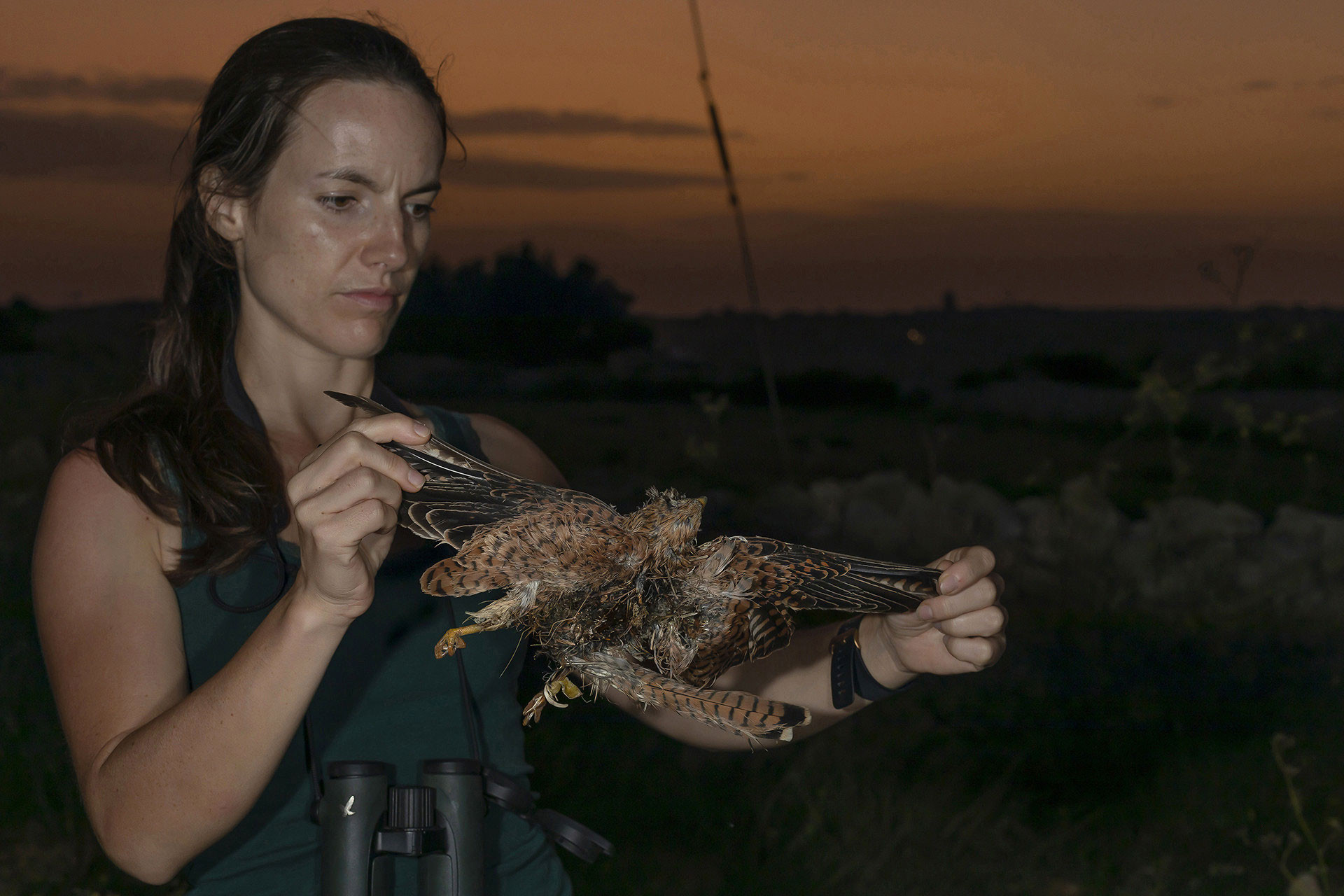 The Battle Against Illegal Bird Hunting In Malta Nature inFocus
