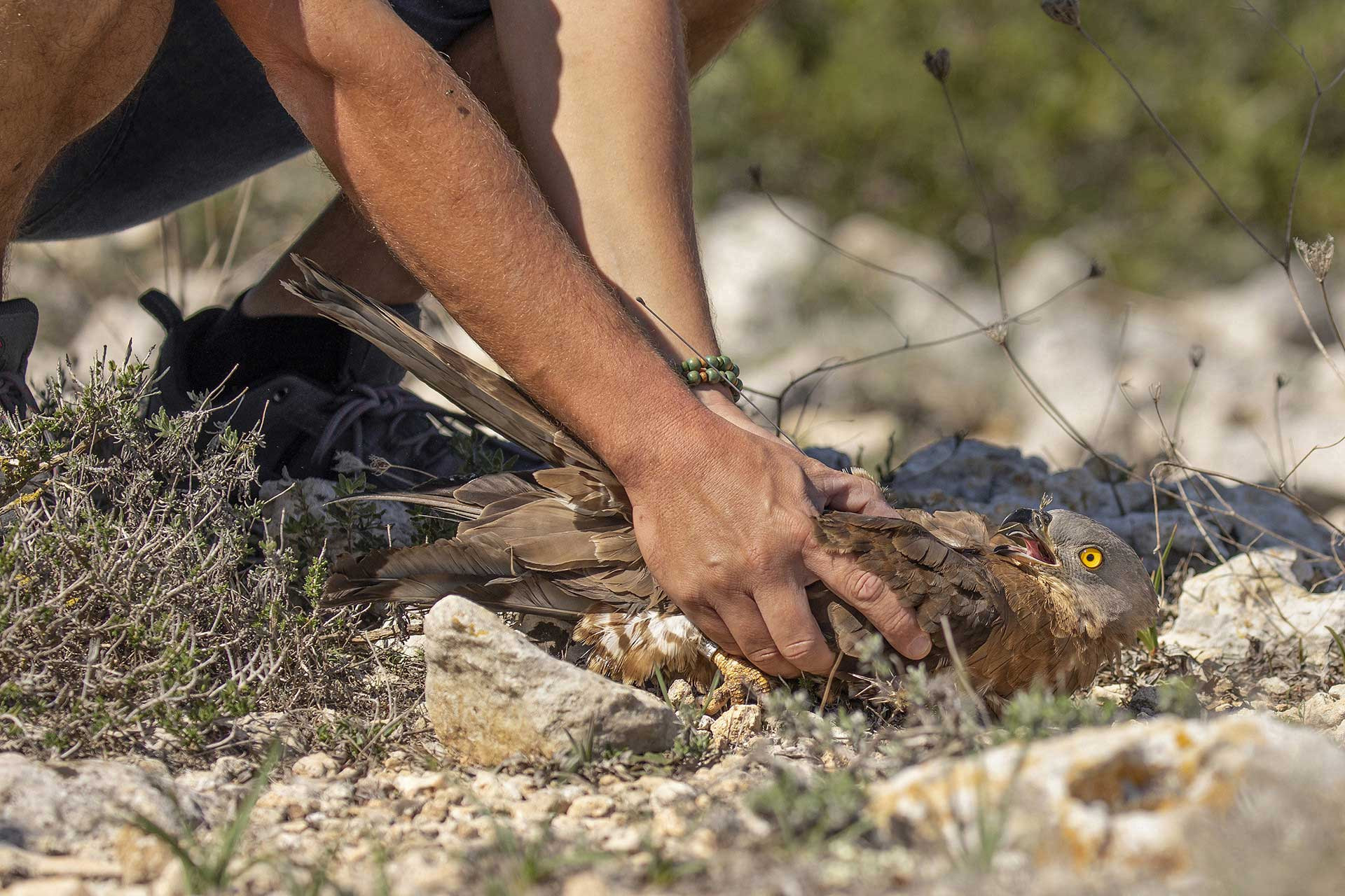 The Battle Against Illegal Bird Hunting In Malta Nature inFocus
