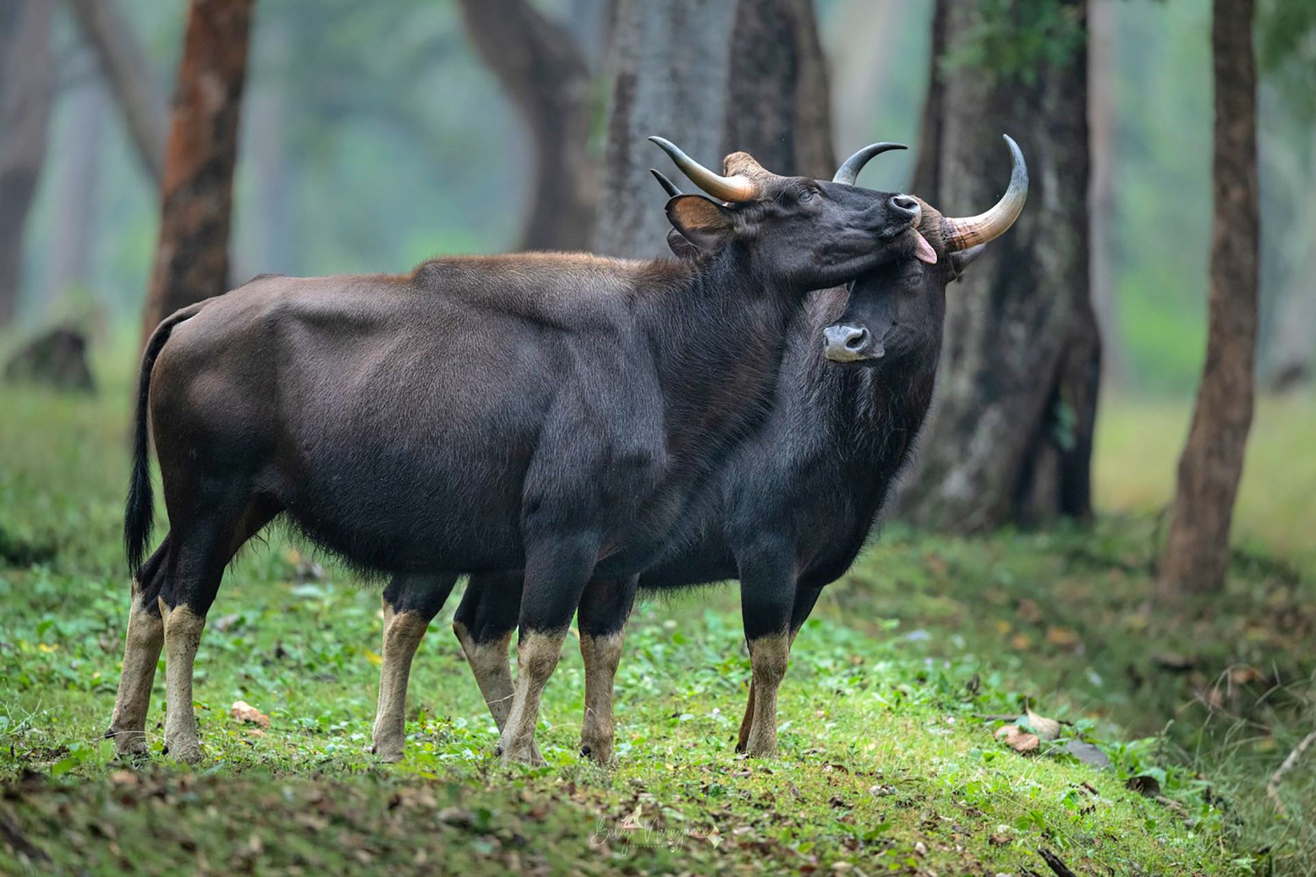 Zooming In On Nagarahole | Nature inFocus Zooming In On Nagarahole | Nature inFocus