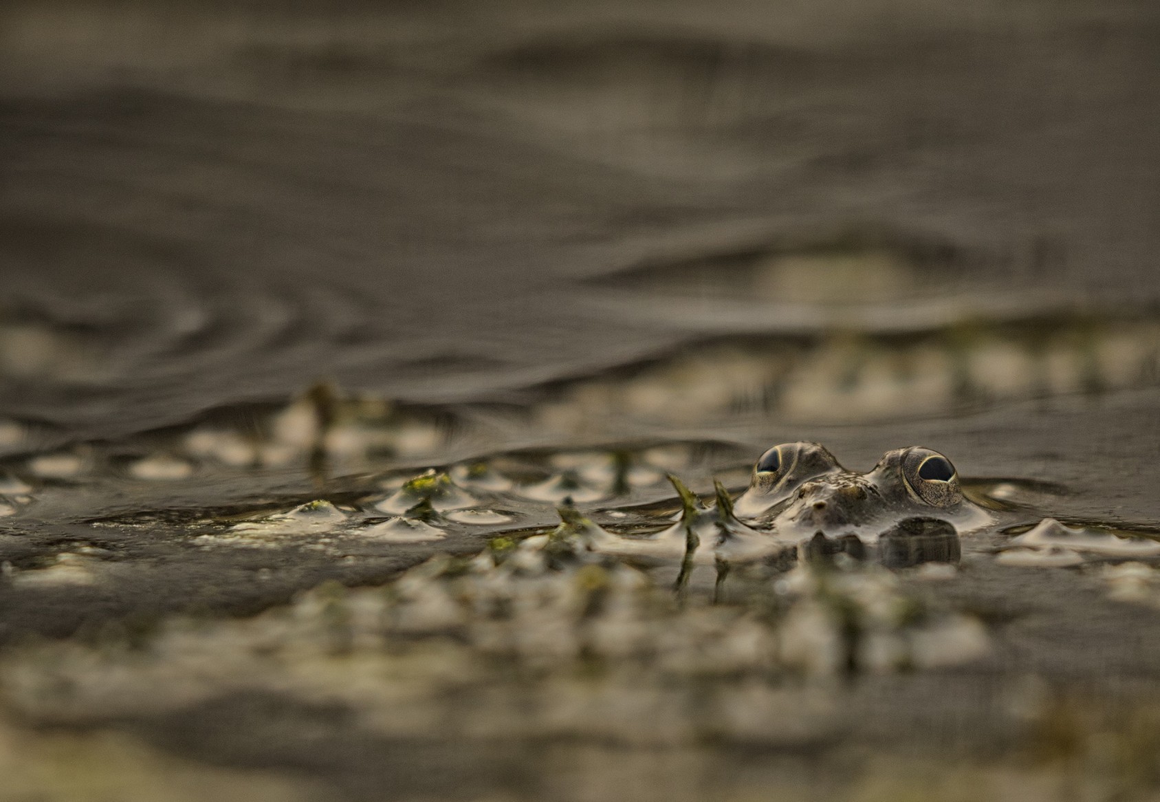 Abhishek GuptaSpecial Mention – The Miniature World