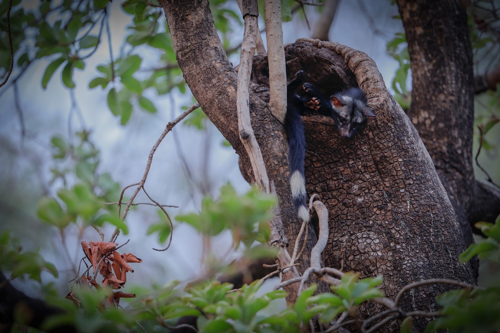 Nikhil NathThird Prize – Canon Wild Clicks Season 7 Photographer of the Year