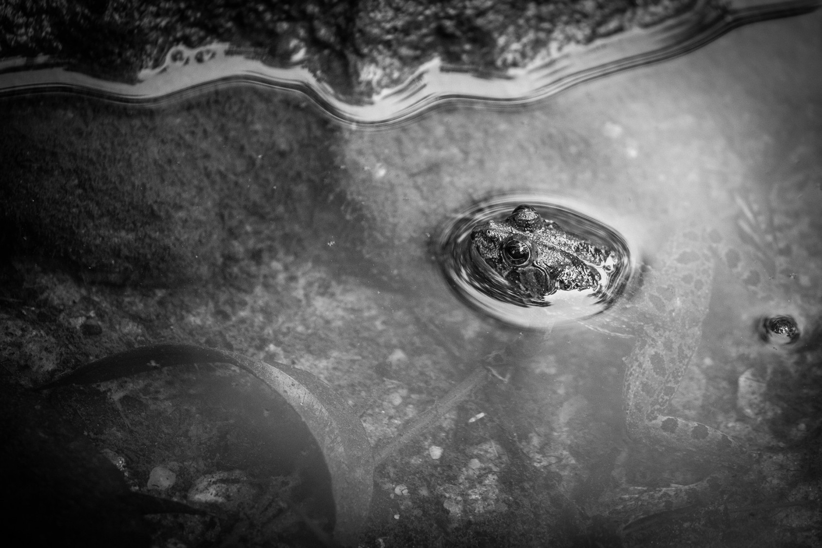 Ridhiin PancchmatiaSpecial Mention – Nature In Monochrome