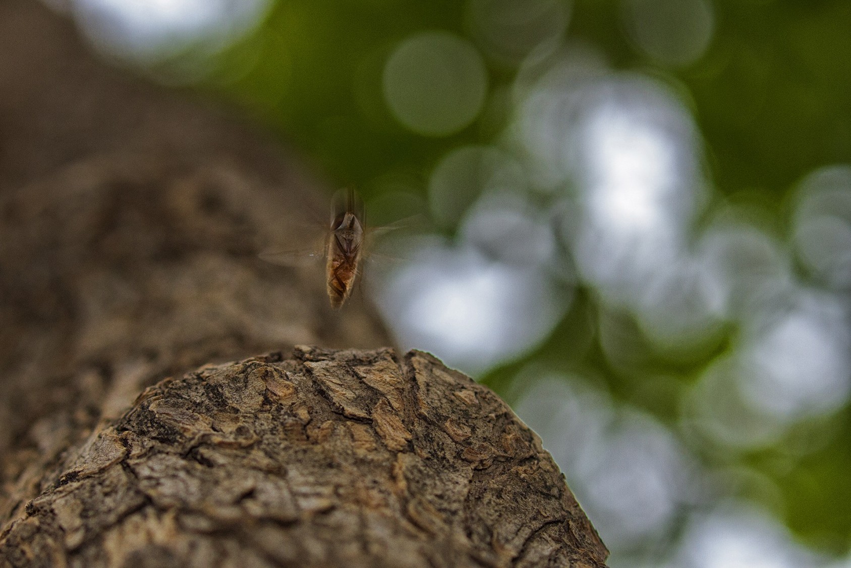 Rohin BakshiSpecial Mention – The Miniature World