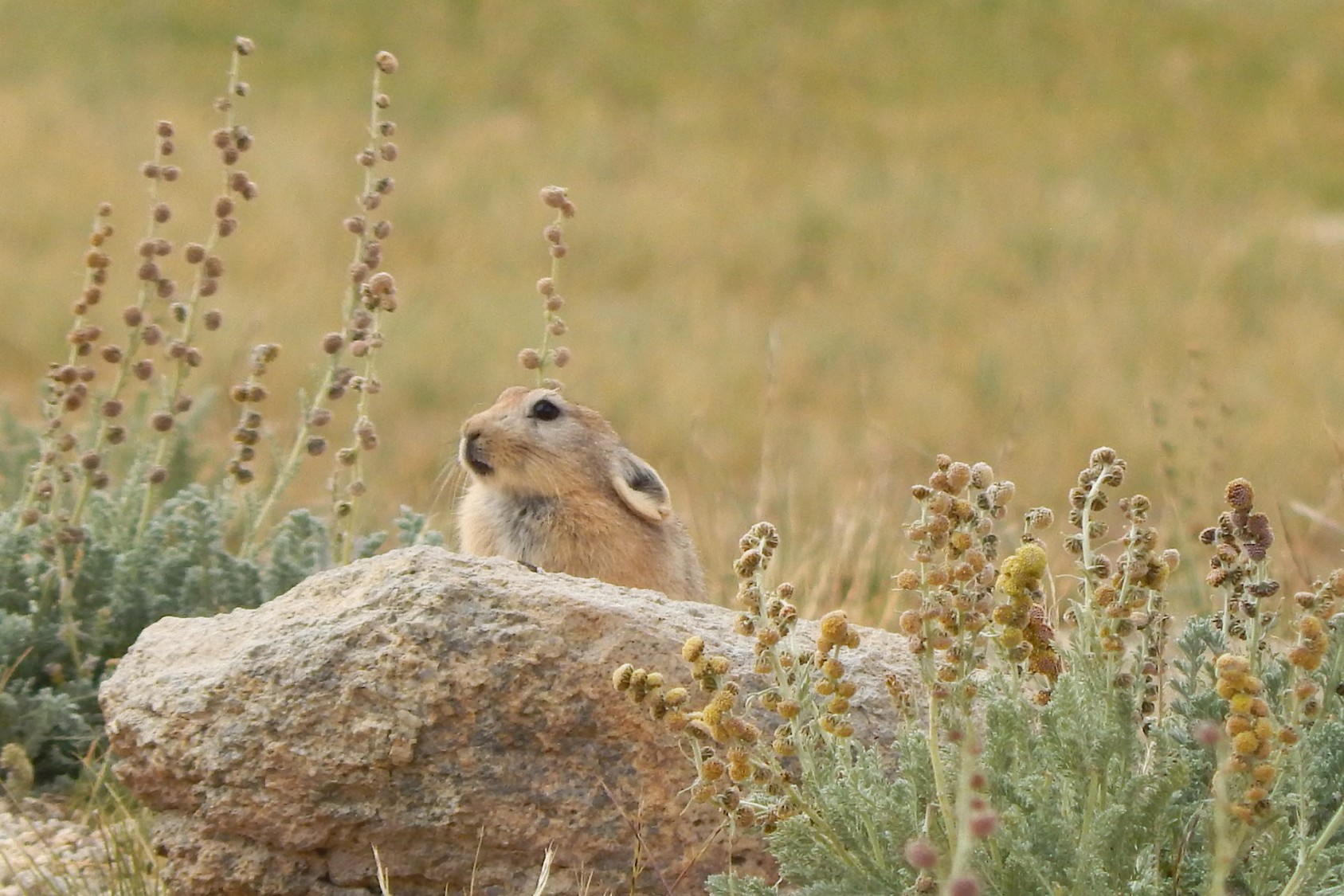 PIKA-boo! - slide3 | Nature inFocus