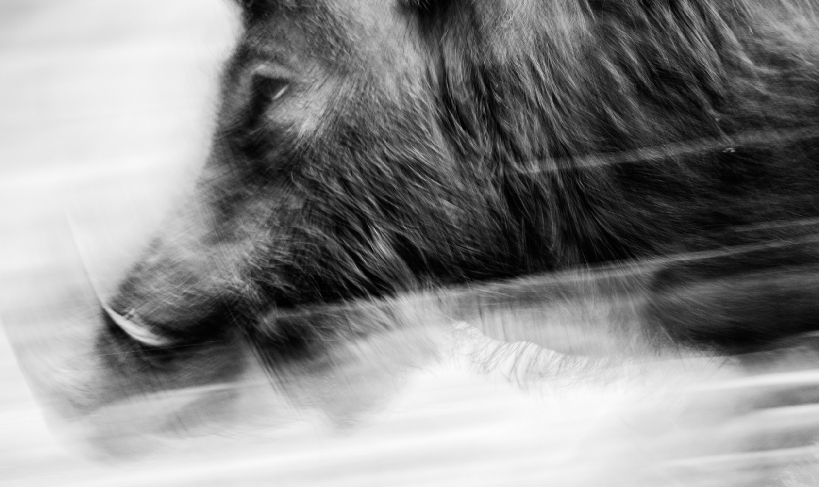 Sarang NaikSpecial Mention – Nature In Monochrome